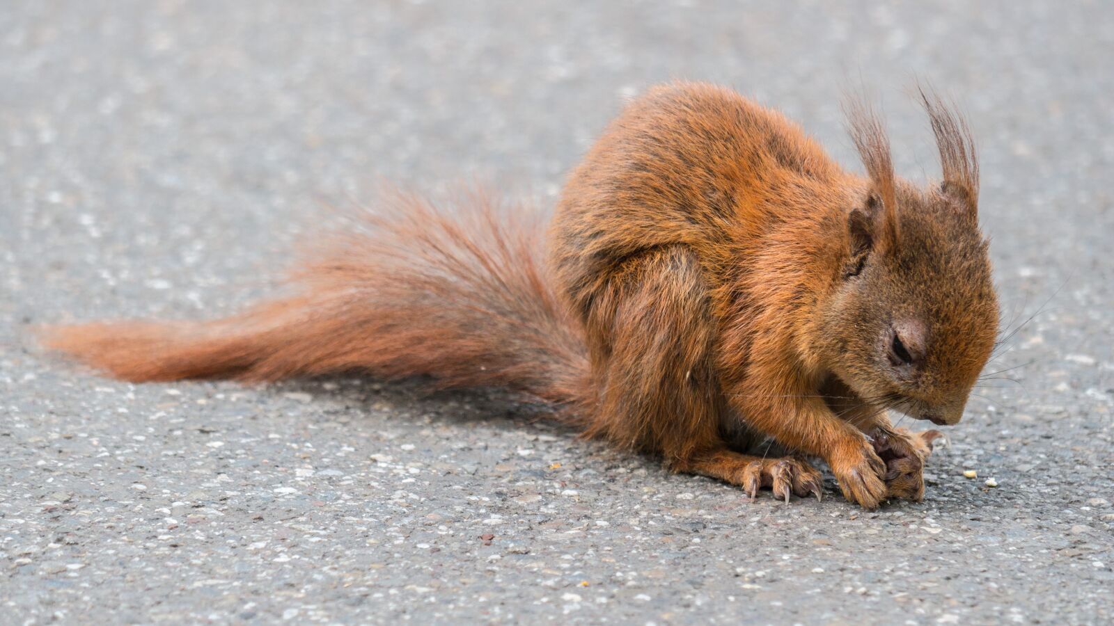 LUMIX G VARIO 100-300/F4.0-5.6II sample photo. Squirrel, foraging, cute photography