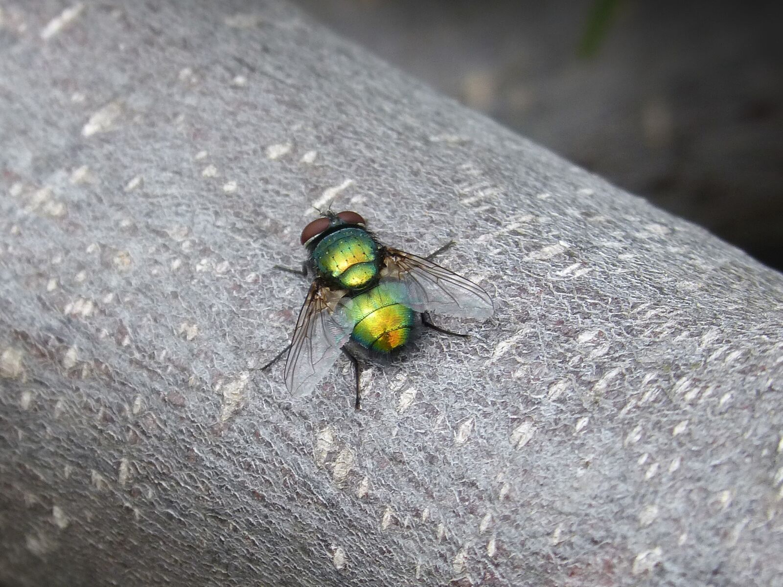 Panasonic DMC-FZ62 sample photo. Calliphora vicina, greenfly, fly photography