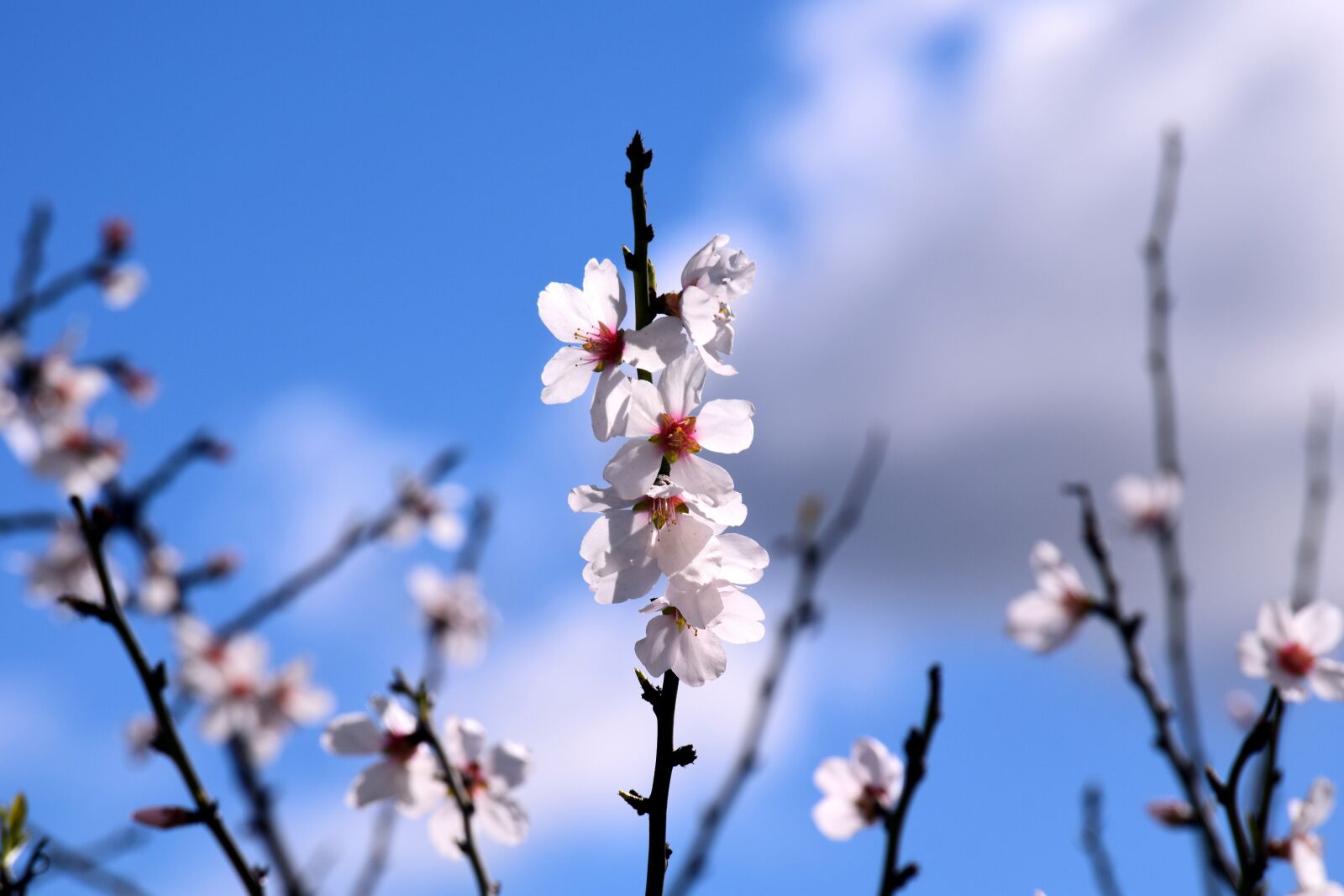 Nikon D3300 sample photo. Almond tree, almond blossom photography