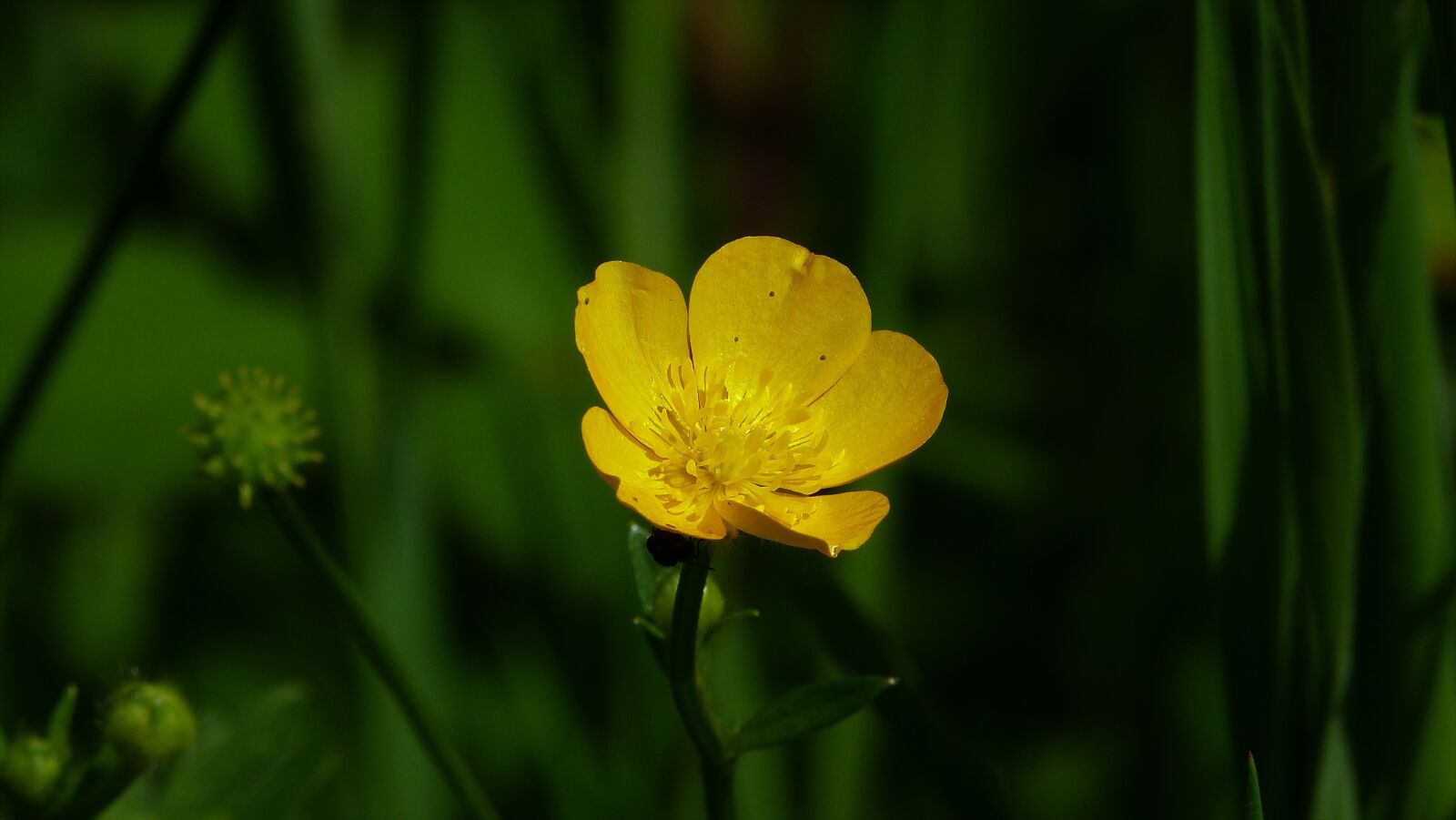Panasonic Lumix DMC-FZ40 (Lumix DMC-FZ45) sample photo. Buttercup, yellow, summer photography