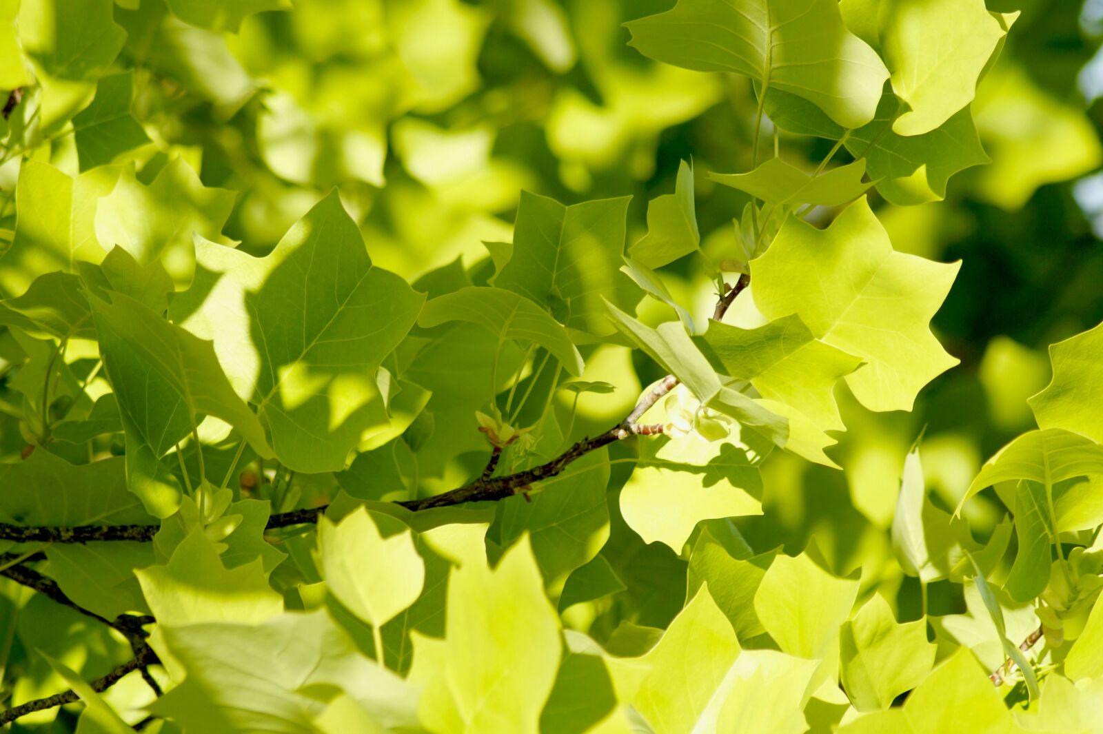 Sony SLT-A58 sample photo. Maple, maple leaves, nature photography
