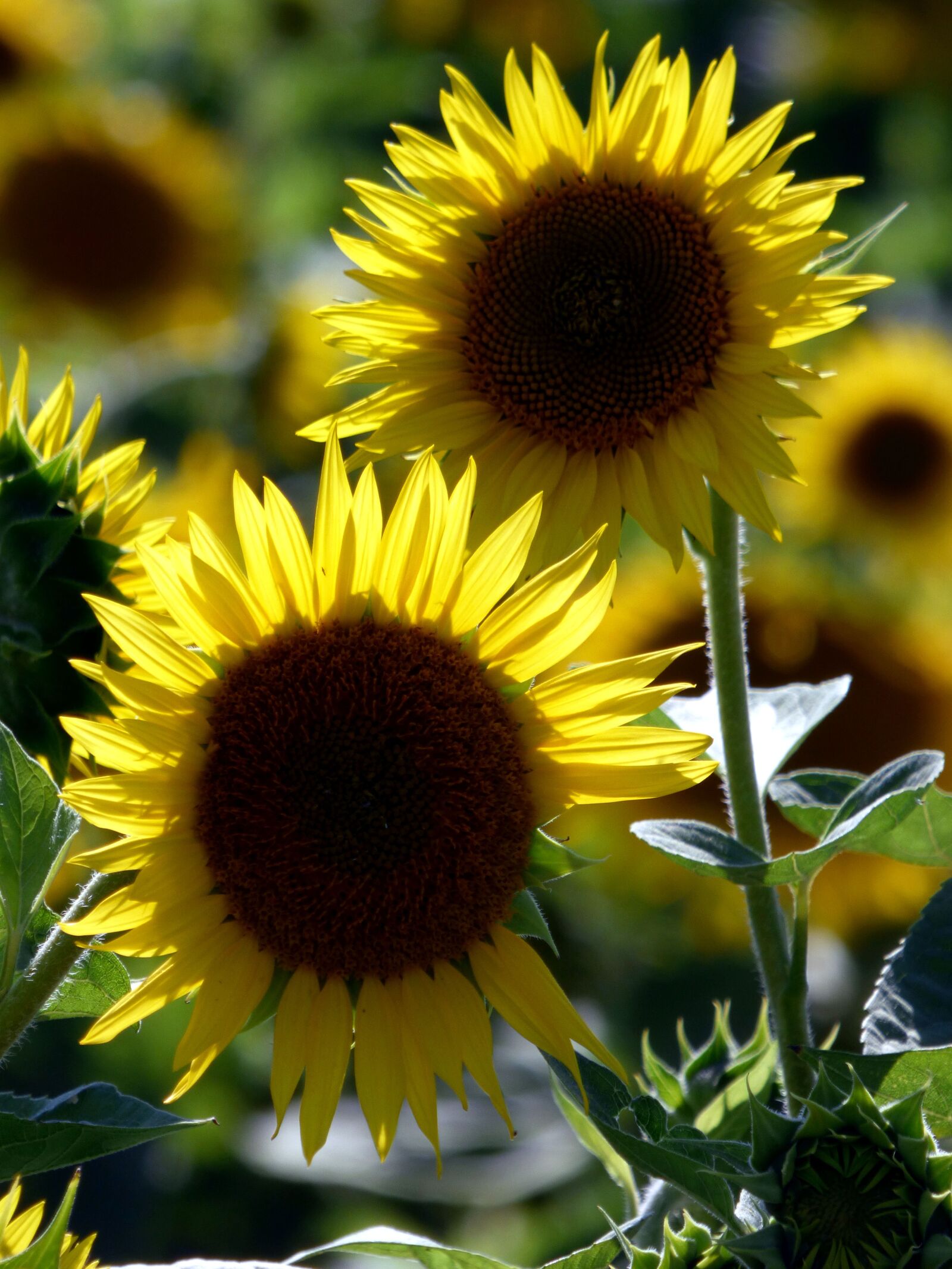 Panasonic DMC-FZ72 sample photo. Sunflower, sun, summer photography