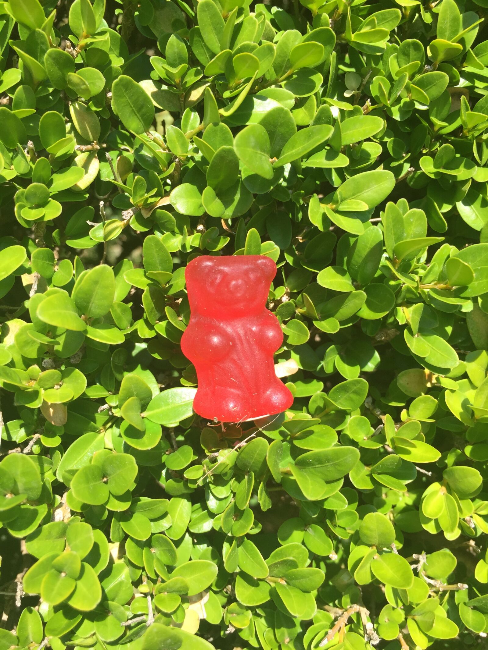 iPhone 6 back camera 4.15mm f/2.2 sample photo. Bear, grass, sweet photography
