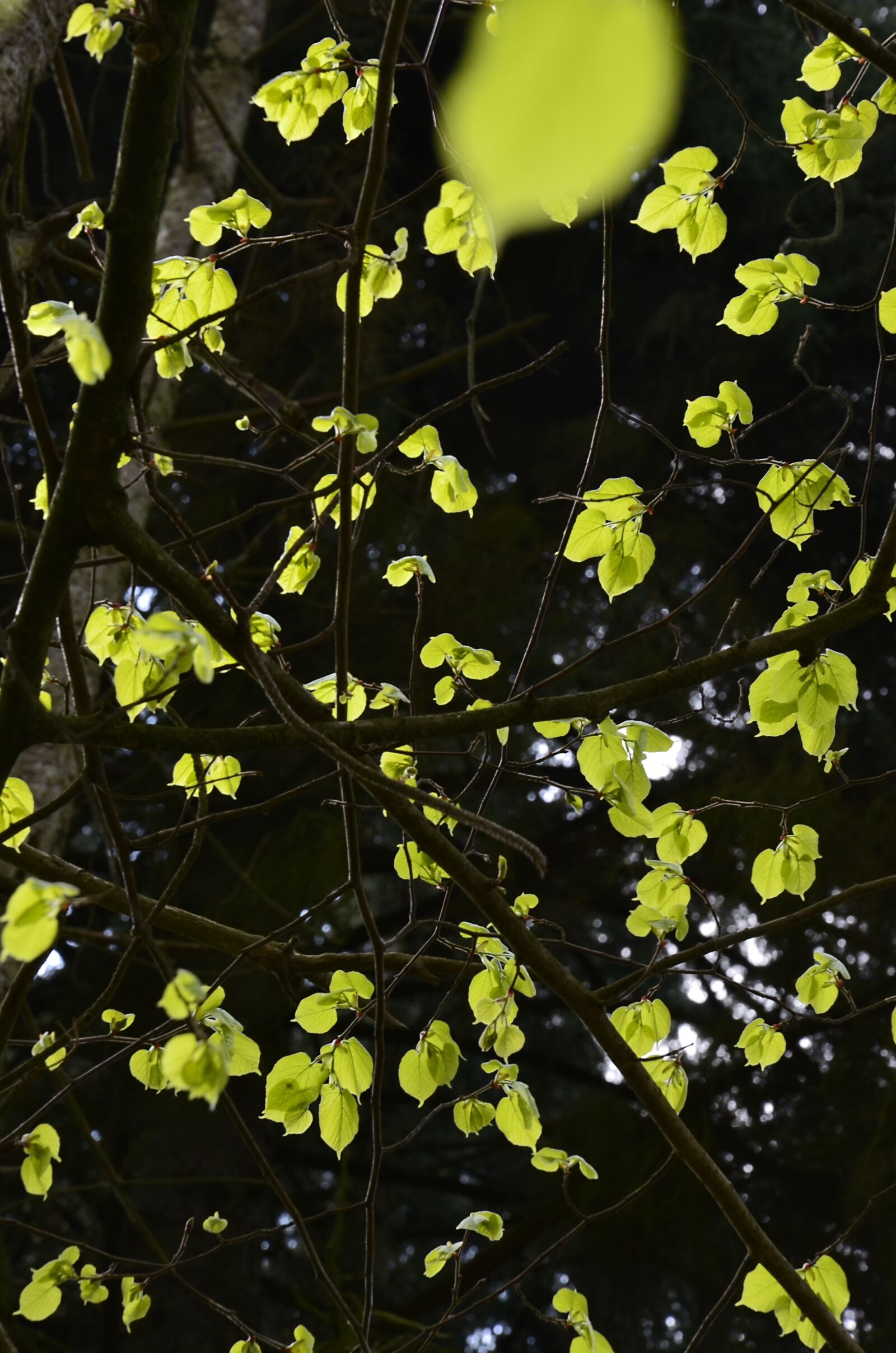 Nikon D5100 sample photo. Leaves, light, nature photography