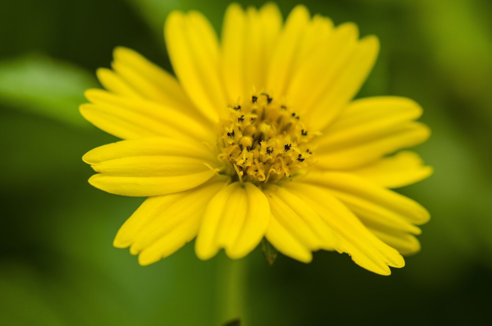 Nikon D7000 sample photo. Flower, pistil, macro photography
