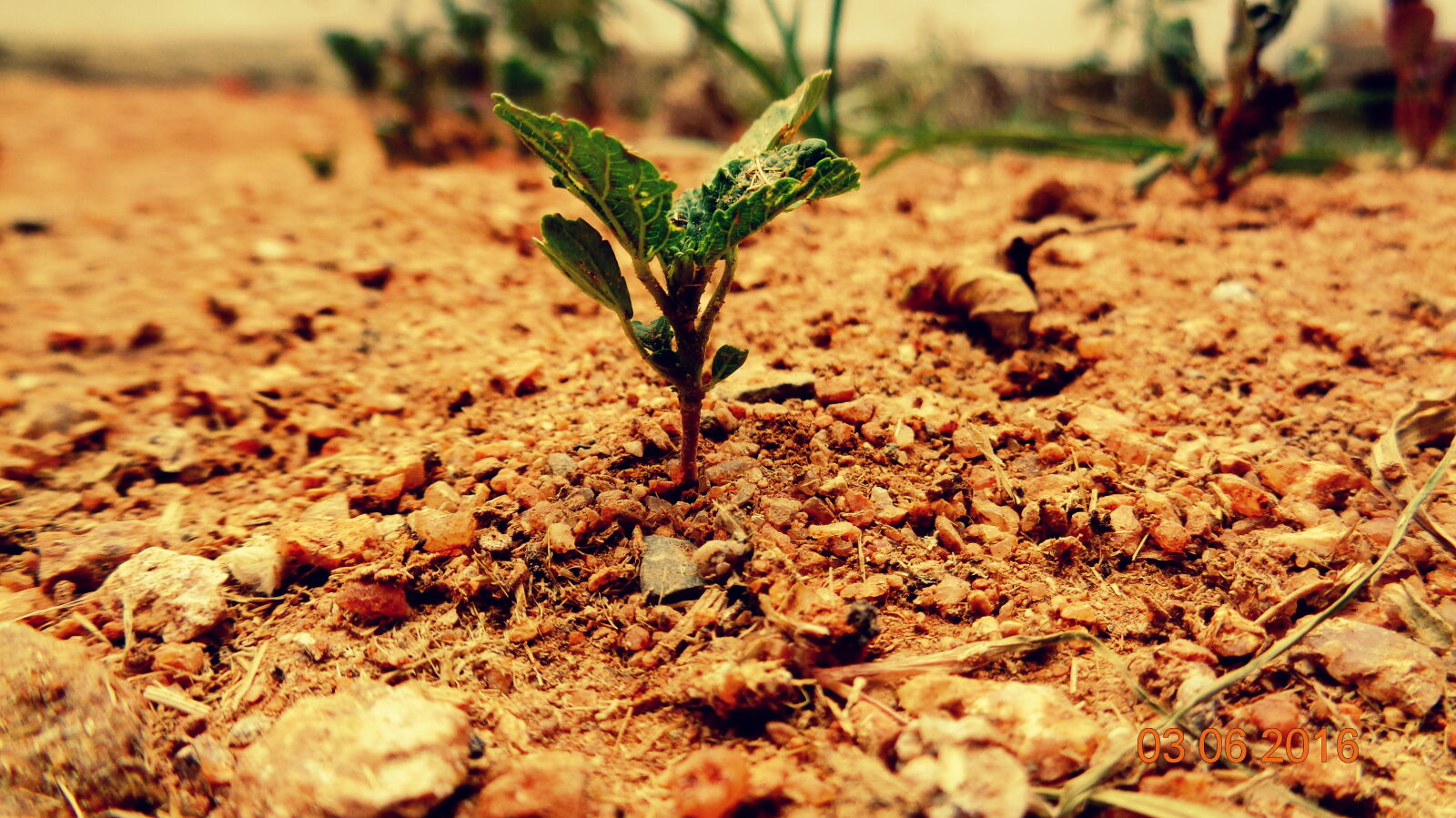 Sony Cyber-shot DSC-W830 sample photo. Plant, rockyscape photography