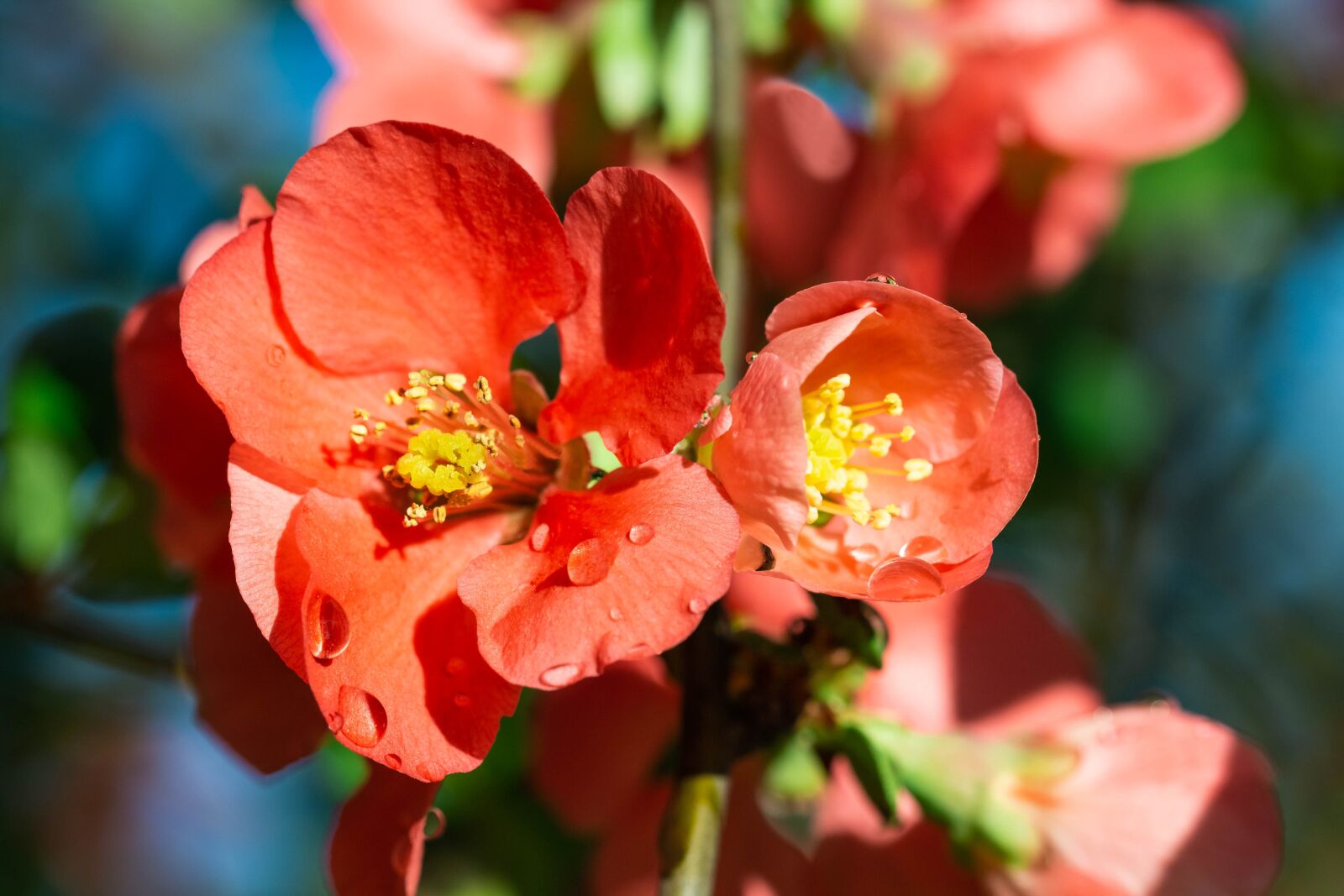 Canon EF 100mm F2.8L Macro IS USM sample photo. Chaenomeles, flower, nature photography
