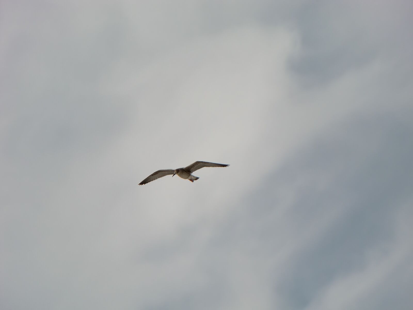 CASIO EX-H10 sample photo. Bird, sky, flight photography