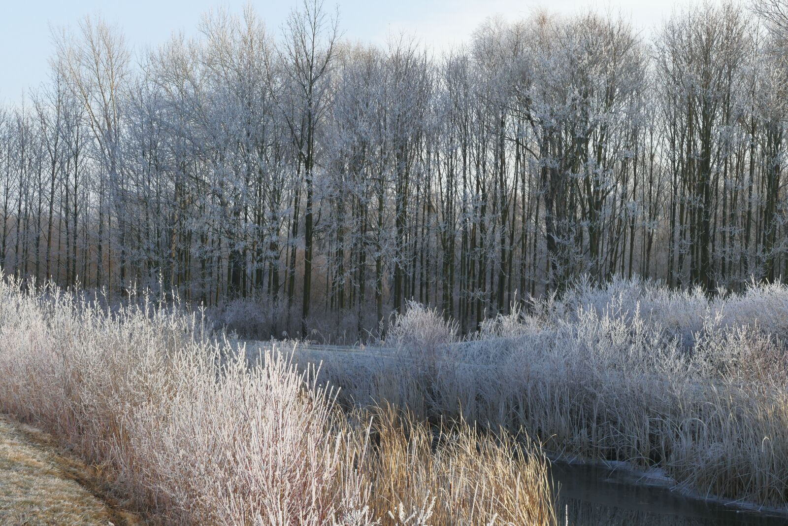 Panasonic Lumix DMC-FZ1000 sample photo. Winter, icing, frost photography