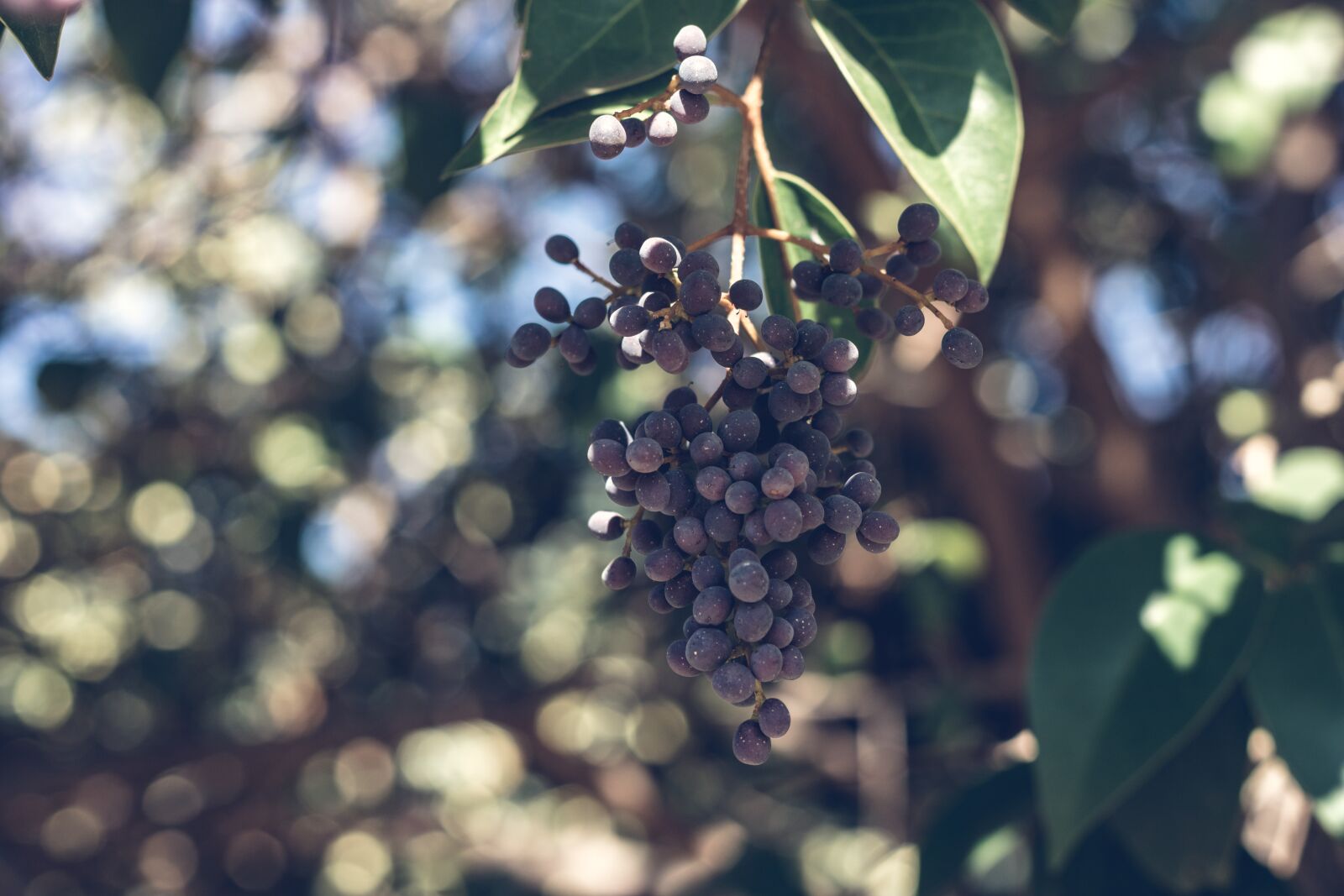 Canon EOS 2000D (EOS Rebel T7 / EOS Kiss X90 / EOS 1500D) + Canon EF 50mm F1.8 STM sample photo. Wild berries, tree, berry photography