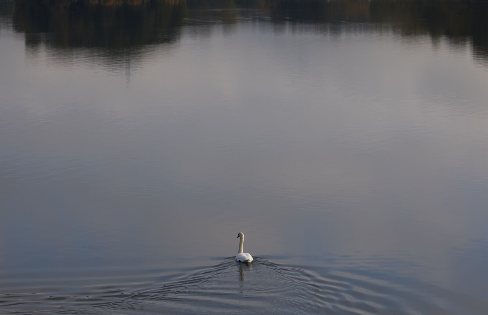 Canon EF 100-400mm F4.5-5.6L IS II USM sample photo. Swan, lake, divonne city photography