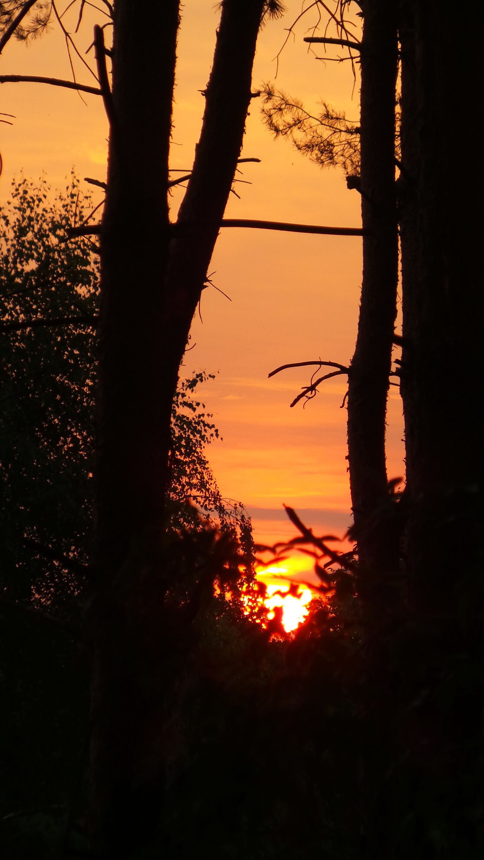 Samsung Galaxy Camera 2 sample photo. Sunrise, morning, trees photography