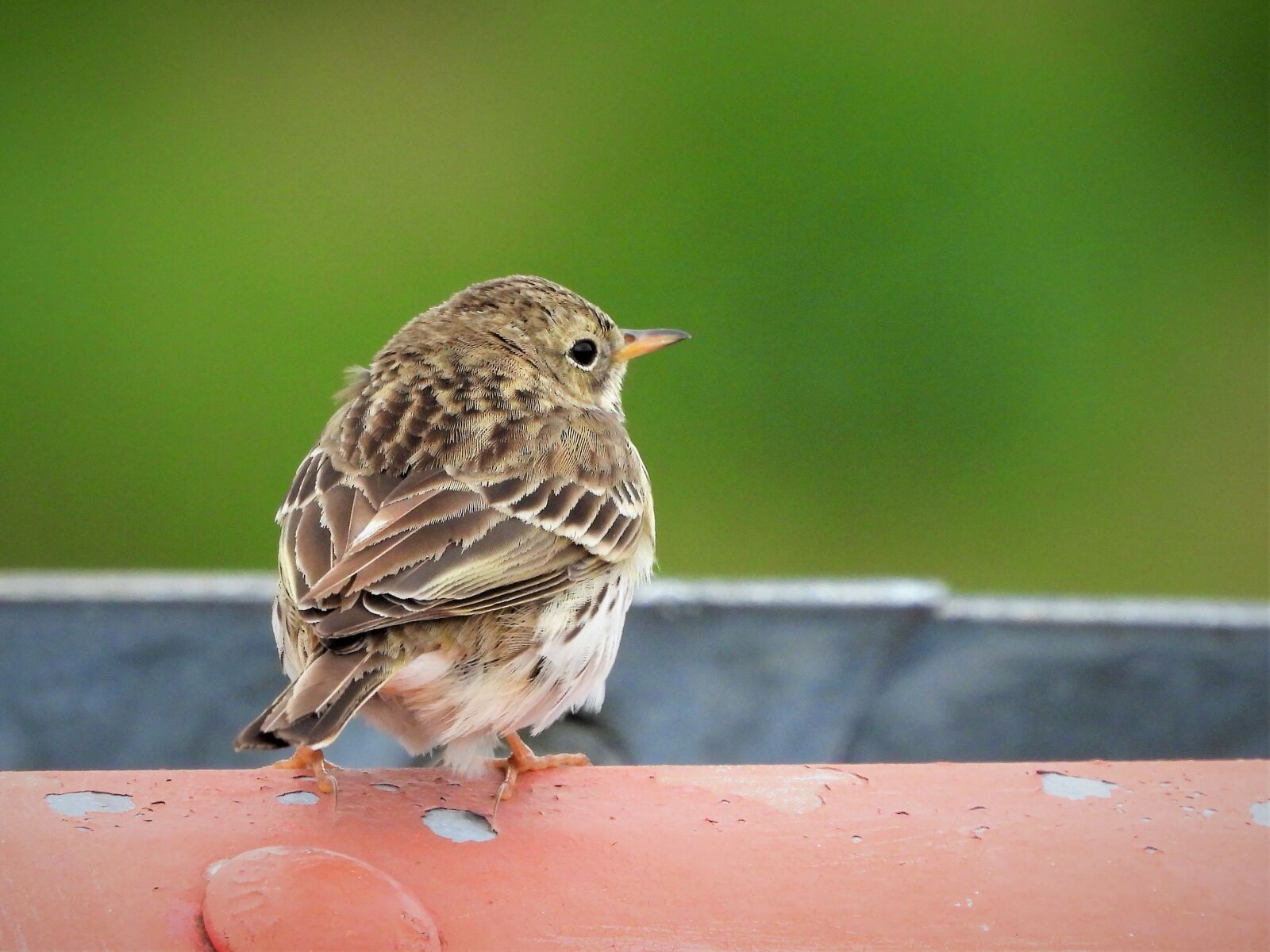 Nikon Coolpix P1000 sample photo. Pipit, bird, songbirds photography