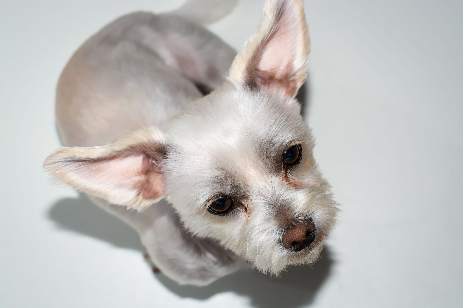 Nikon D7100 sample photo. Dog, white, small photography