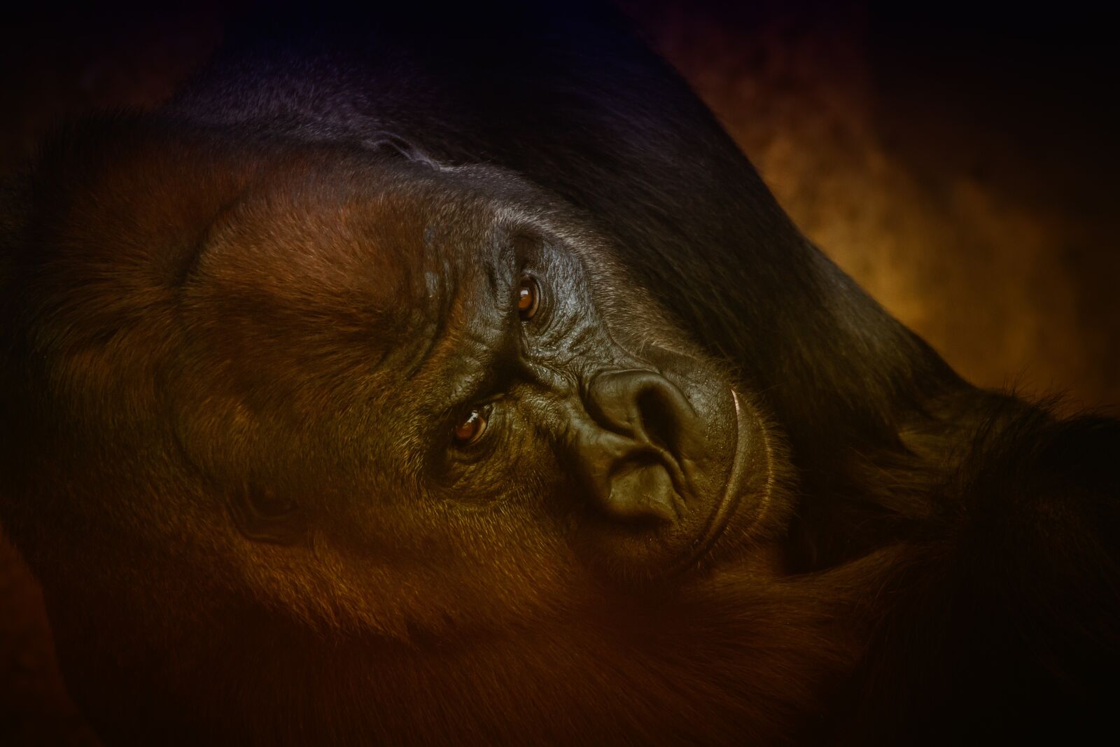 150-600mm F5-6.3 DG OS HSM | Contemporary 015 sample photo. Animal, gorilla, monkey photography