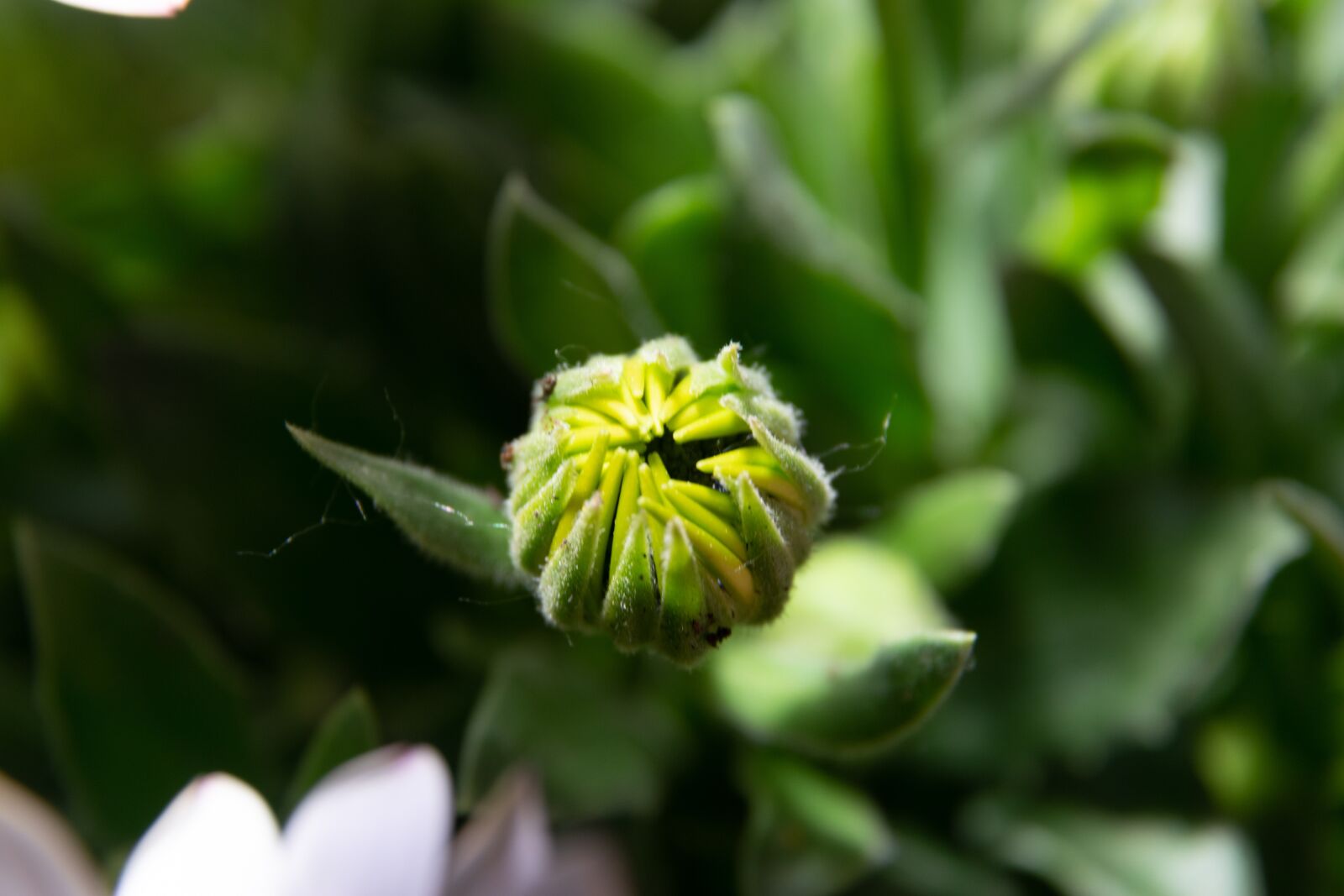 Nikon D3300 sample photo. Flower, garden, spring photography