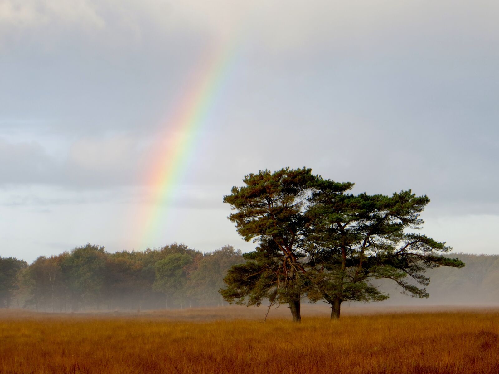 Canon PowerShot SX260 HS sample photo. Rainbow, landscape, tree photography