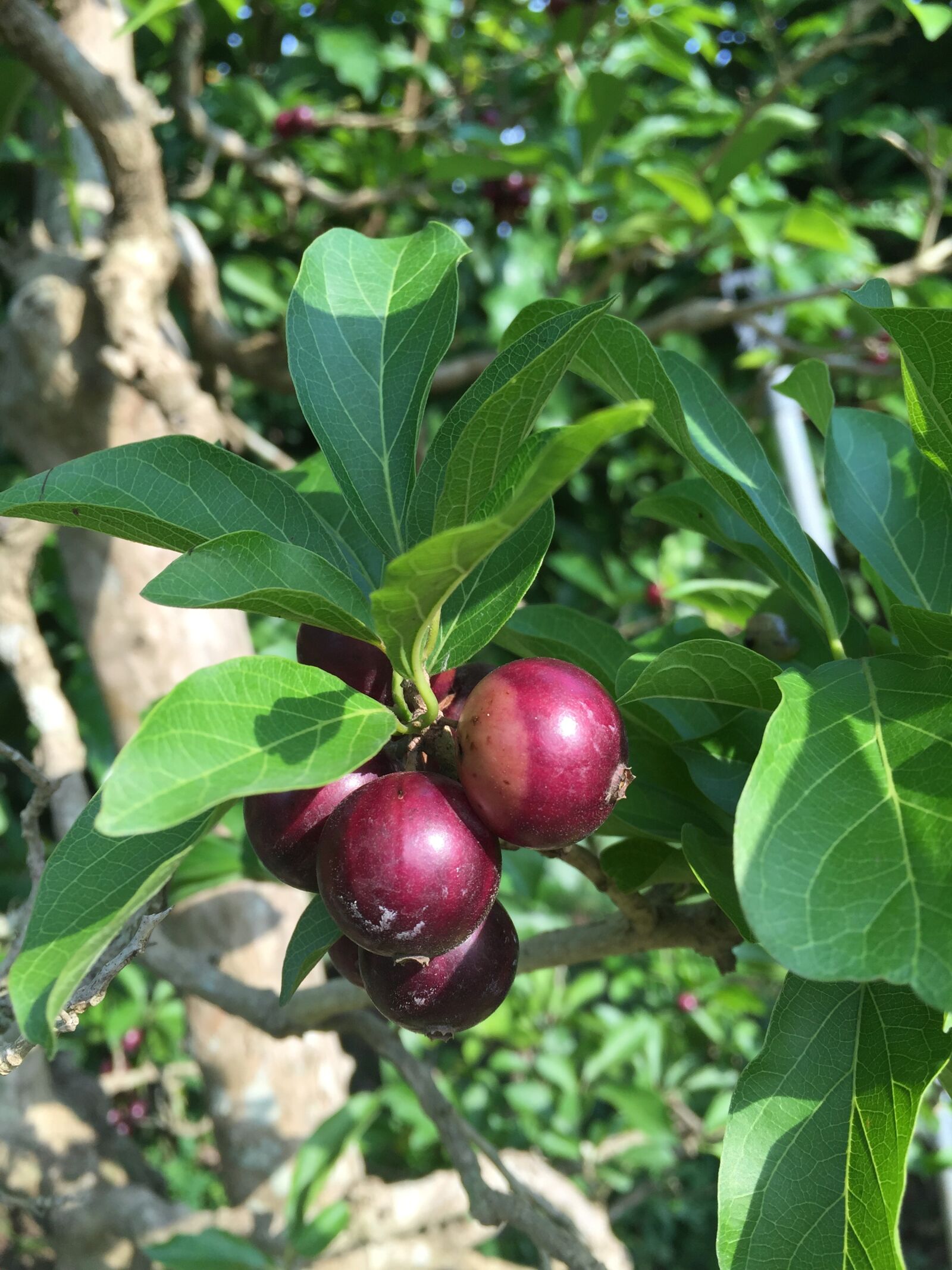 Apple iPhone 6 sample photo. Results brooch, the brooch photography