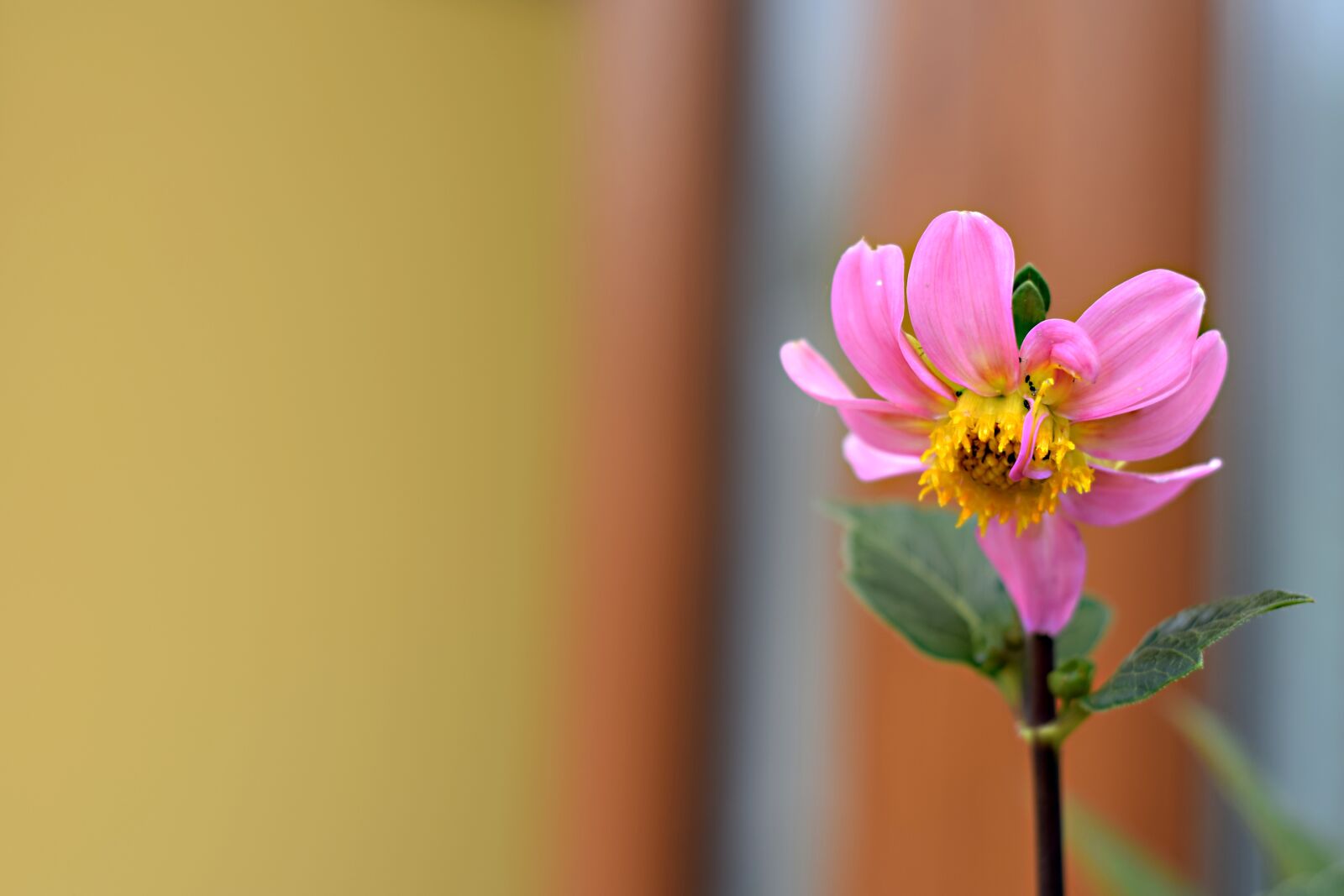 Nikon D5300 sample photo. Flower, letni ka, color photography