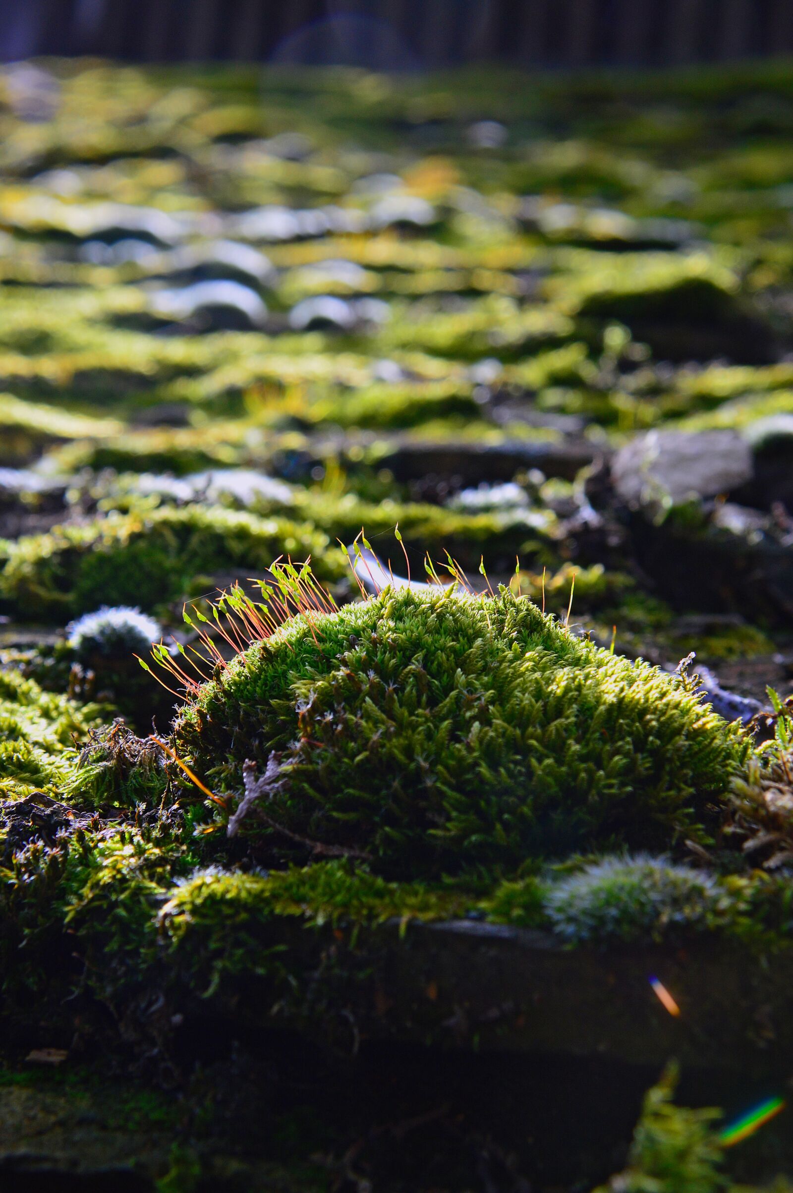 Nikon D3200 sample photo. Nature, plant, color moss photography