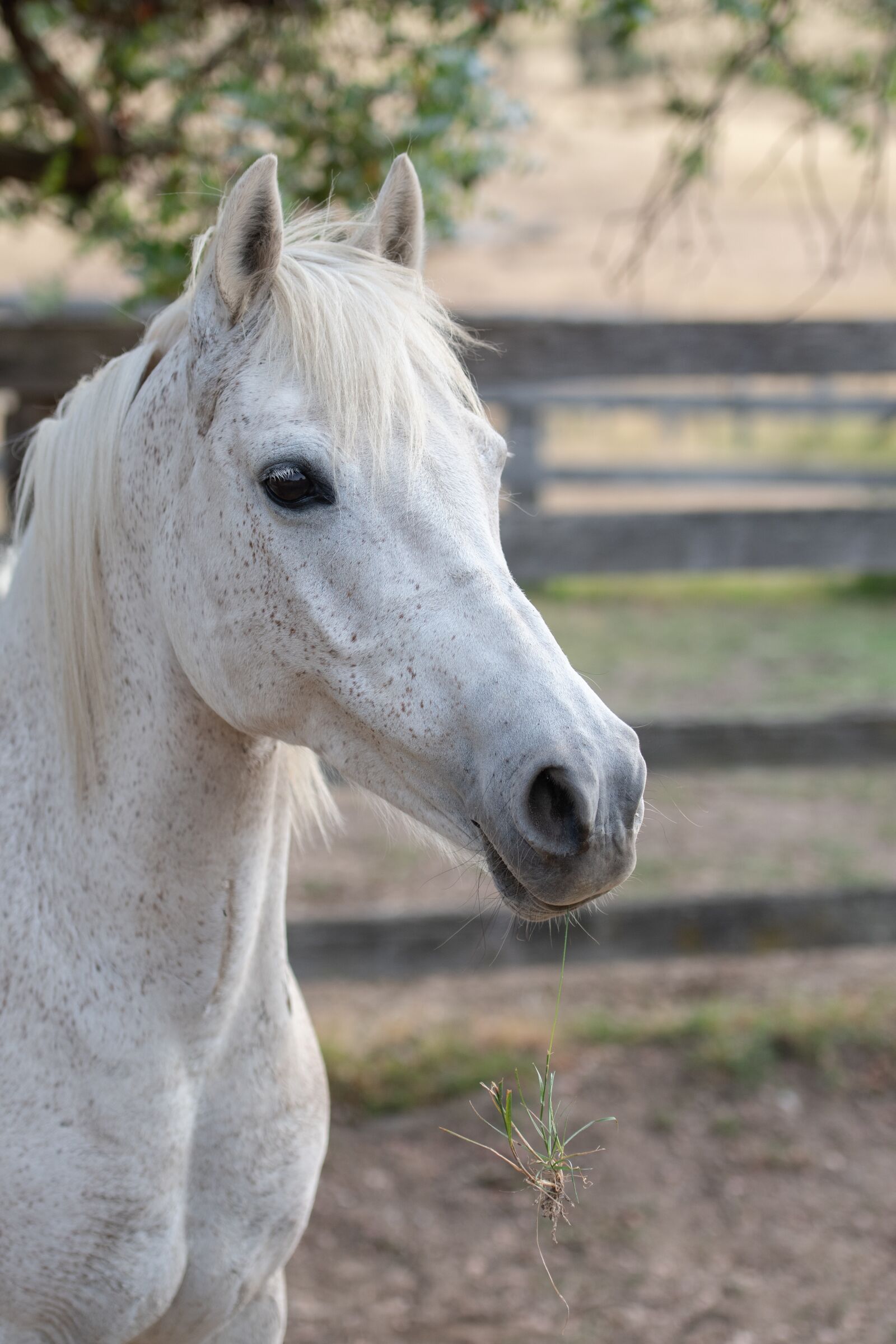 Nikon D850 sample photo. Horse, australian pony, equine photography