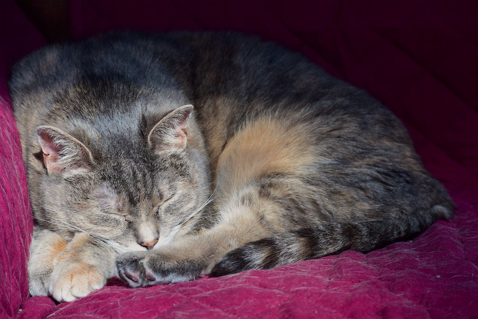 Nikon D3300 sample photo. Sleeping cat, colorful, cat photography