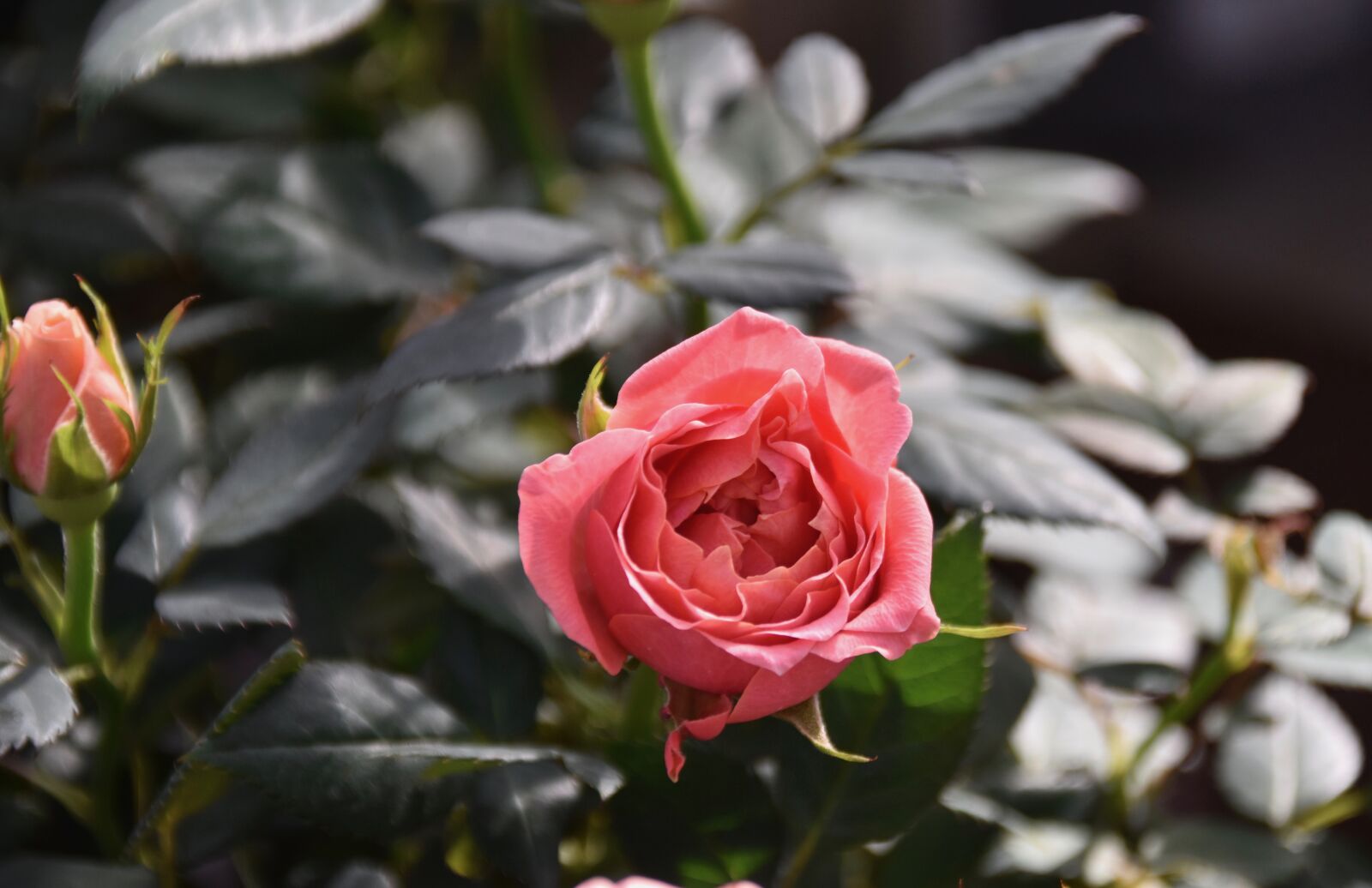 Nikon D5600 sample photo. Flower, pink, rosebush photography