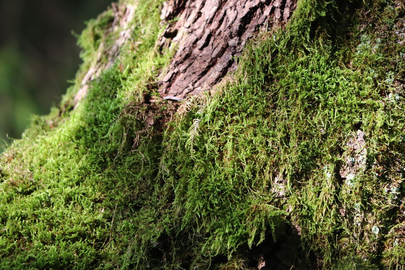Canon EF 70-300 F4-5.6 IS II USM sample photo. Moss, green, tree photography