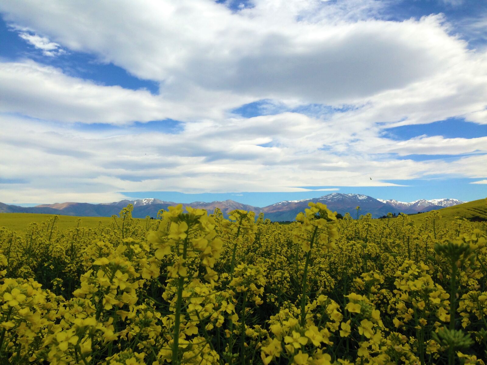 iPhone 5 back camera 4.12mm f/2.4 sample photo. Flowerfield, mountain, sky, summer photography