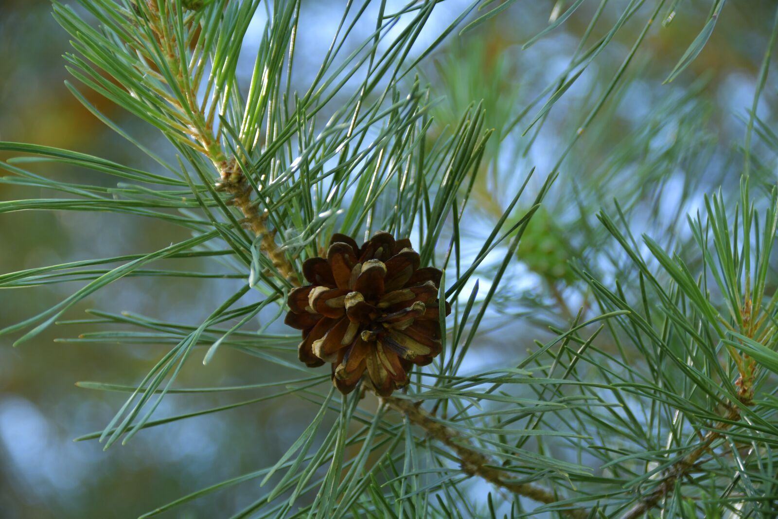 Nikon D7500 sample photo. Pine cone, pine tree photography