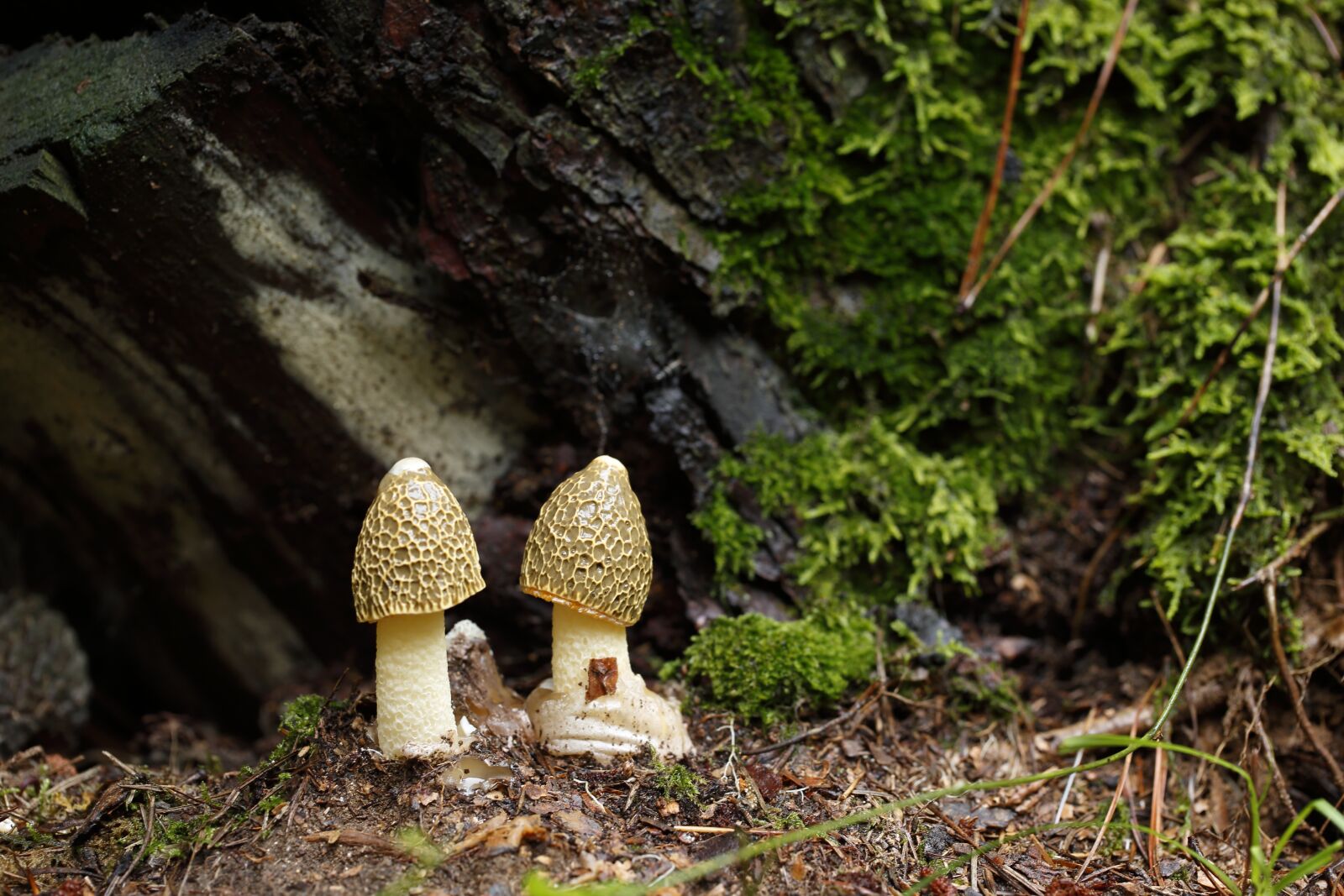 Canon EF 100mm F2.8L Macro IS USM sample photo. Mushroom mantle, mushroom, dictyophora photography