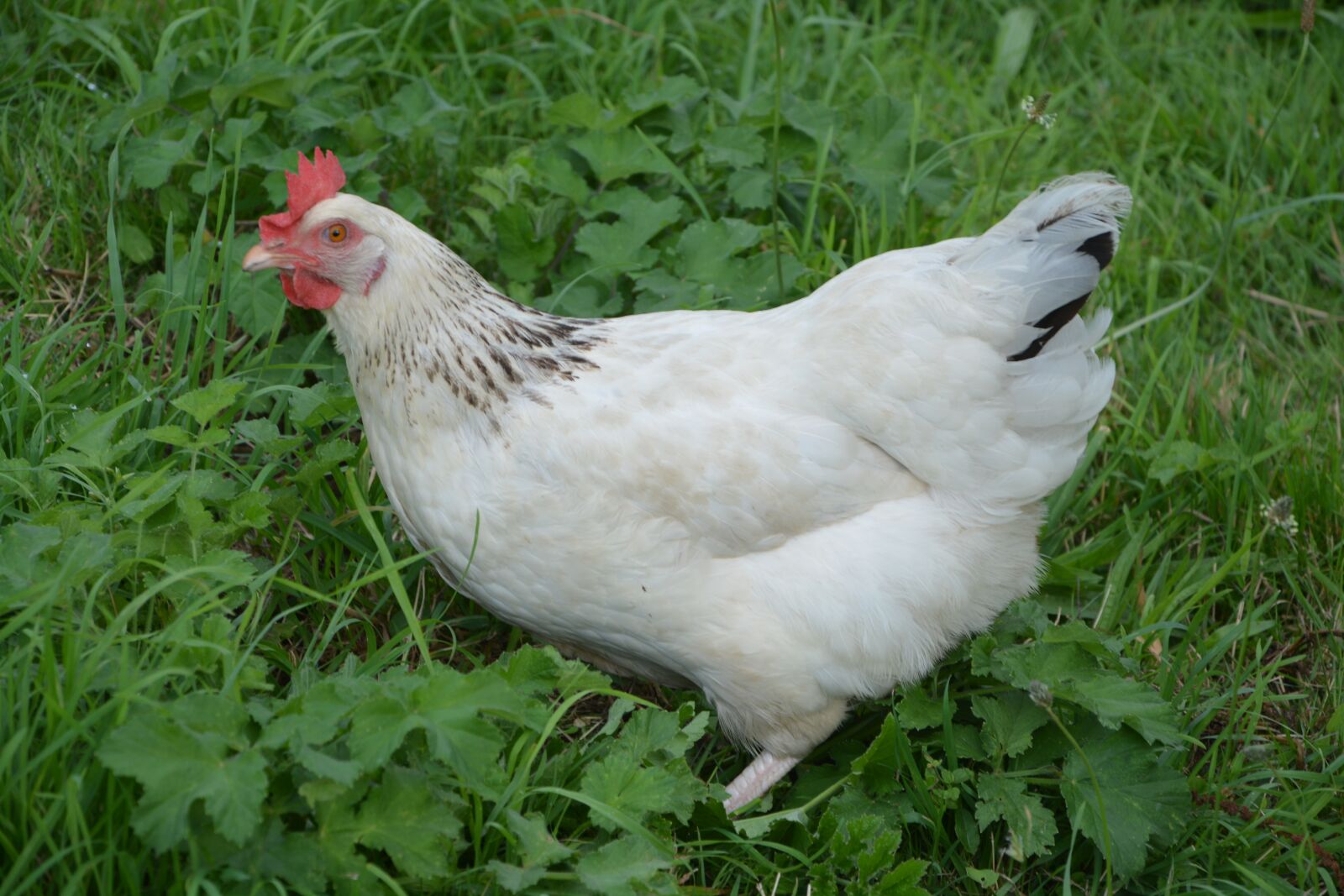 Nikon D5200 sample photo. Hen sussex, laying hen photography