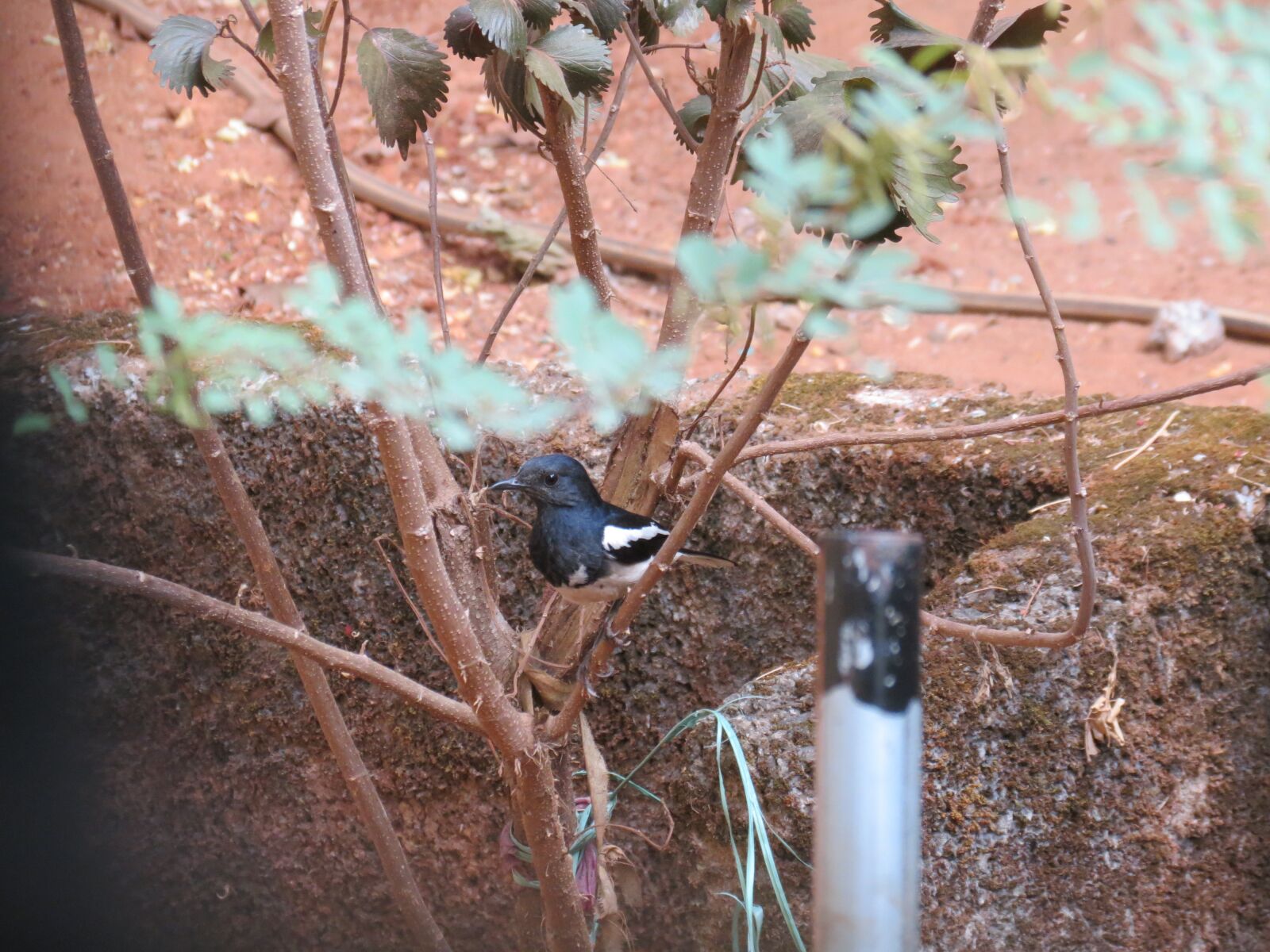 Canon PowerShot SX40 HS sample photo. Bird, black and white photography