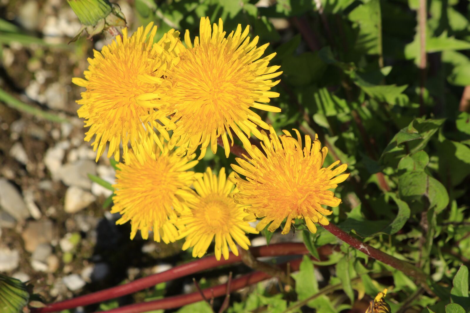 Canon EOS 550D (EOS Rebel T2i / EOS Kiss X4) sample photo. Dandelion, yellow, plant photography