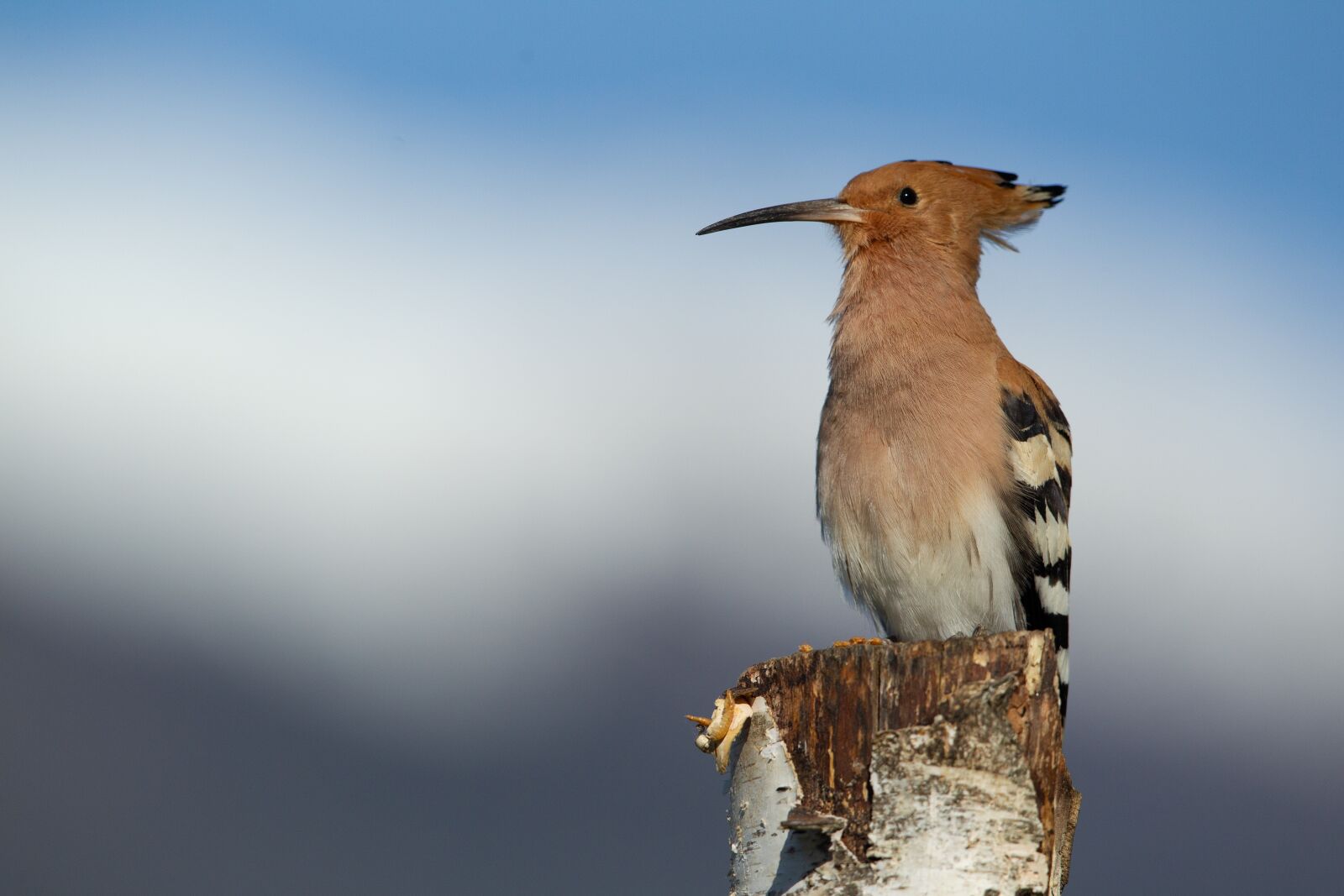 Canon EOS-1D Mark IV + Canon EF 400mm F2.8L IS USM sample photo. Hoopoe, bird, nature photography