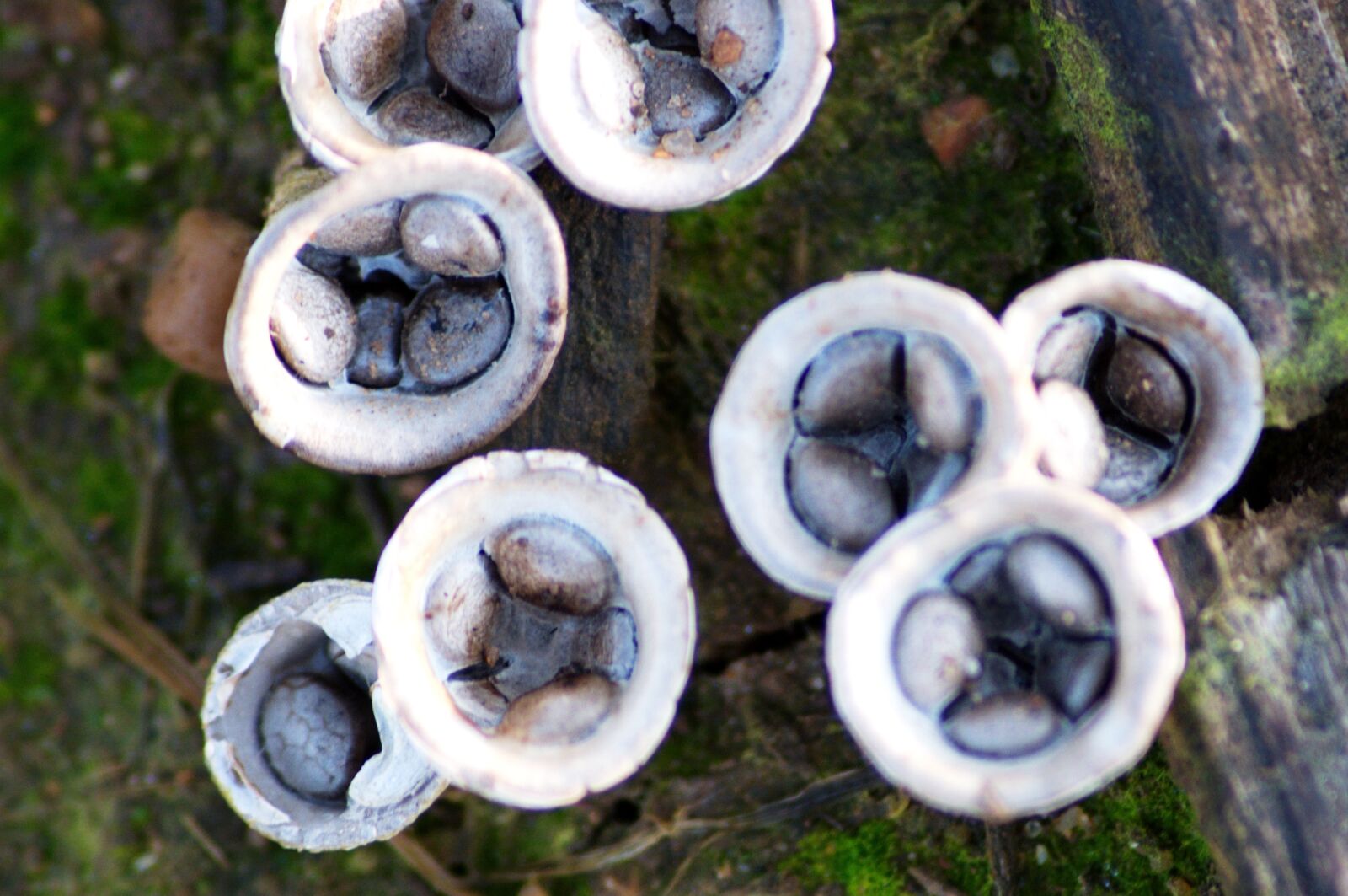 Nikon D5000 sample photo. Mushroom, fungi, crucibulum photography