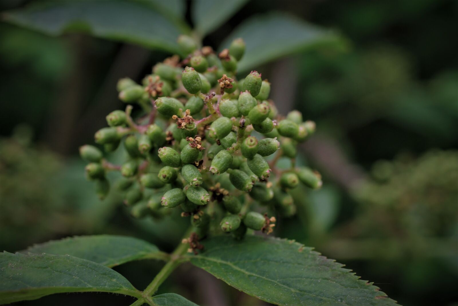 Canon EF-S 35mm F2.8 Macro IS STM sample photo. Red elderberry, elder, mountain photography