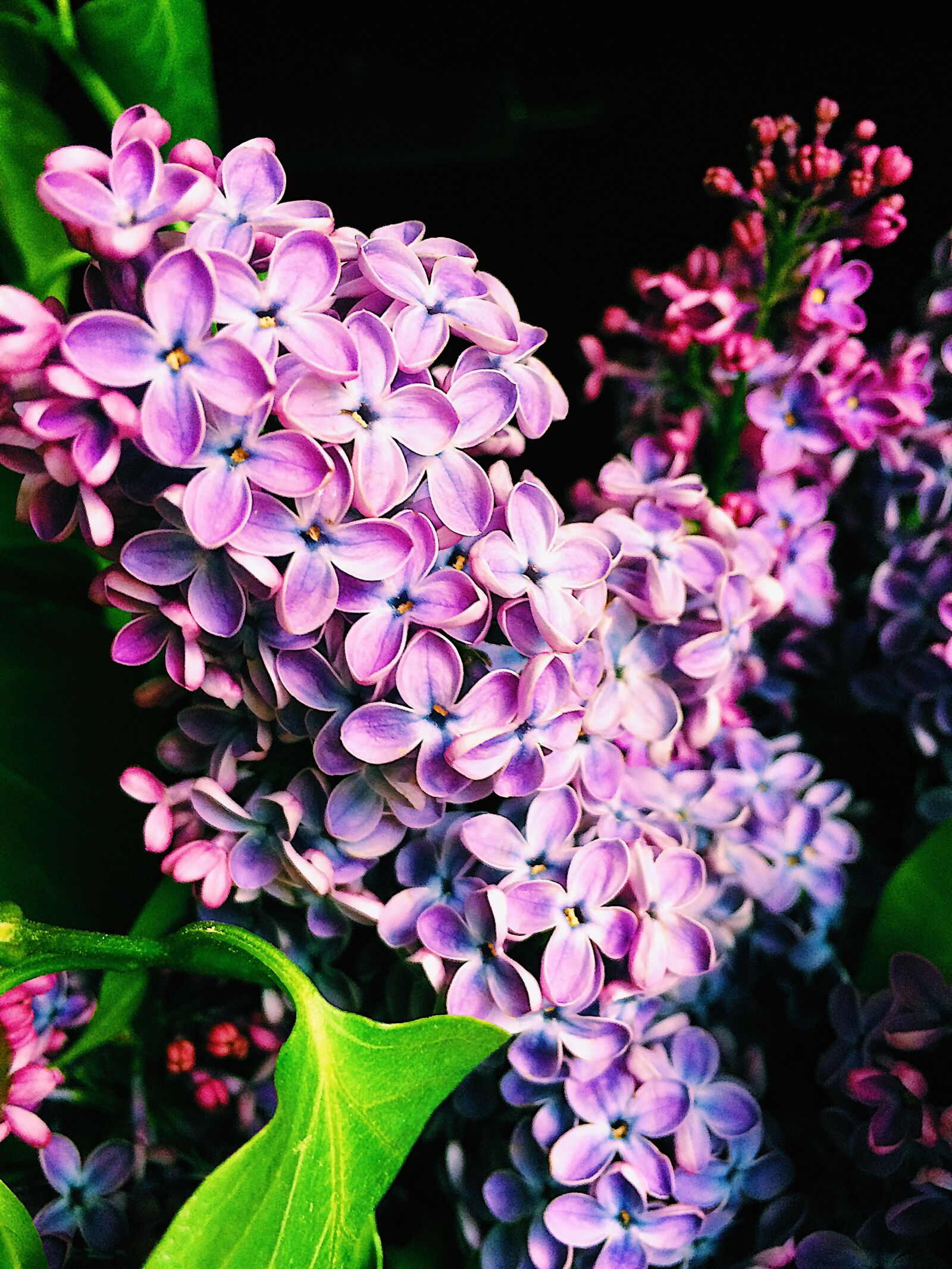 iPhone 5s back camera 4.15mm f/2.2 sample photo. Bloom, blooming, blossom, blur photography