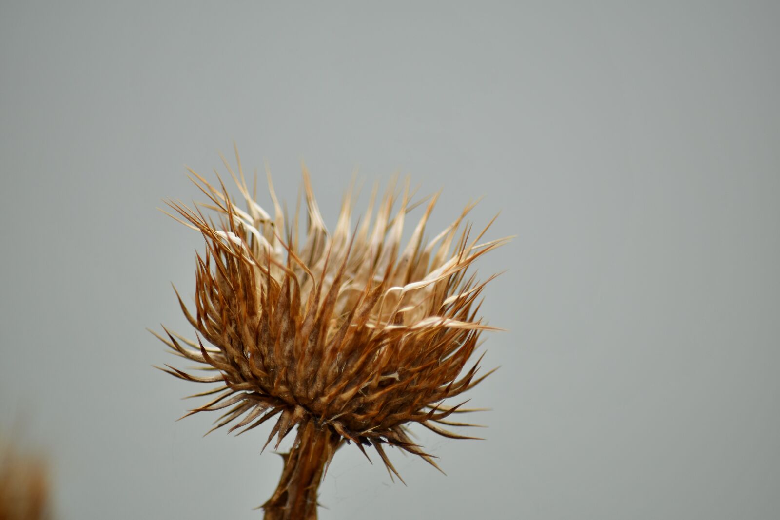 Nikon D5500 sample photo. Nature, plant, sharp, flower photography