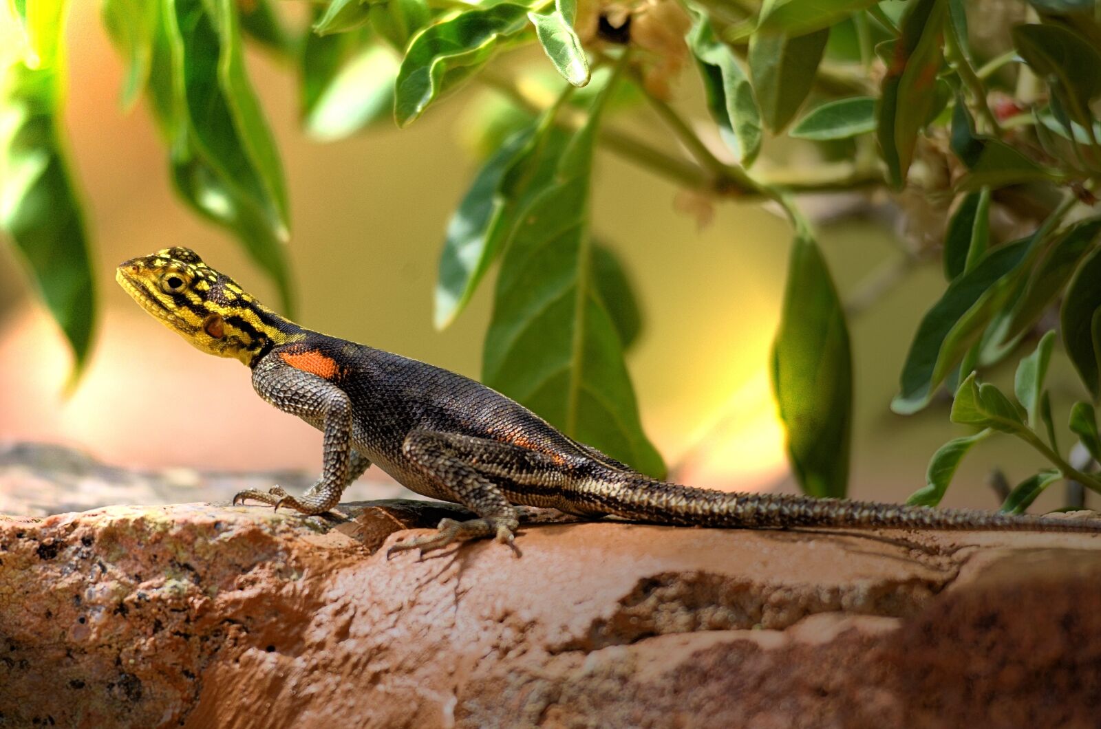 Nikon D7000 sample photo. Agame, lizard, shed lizard photography