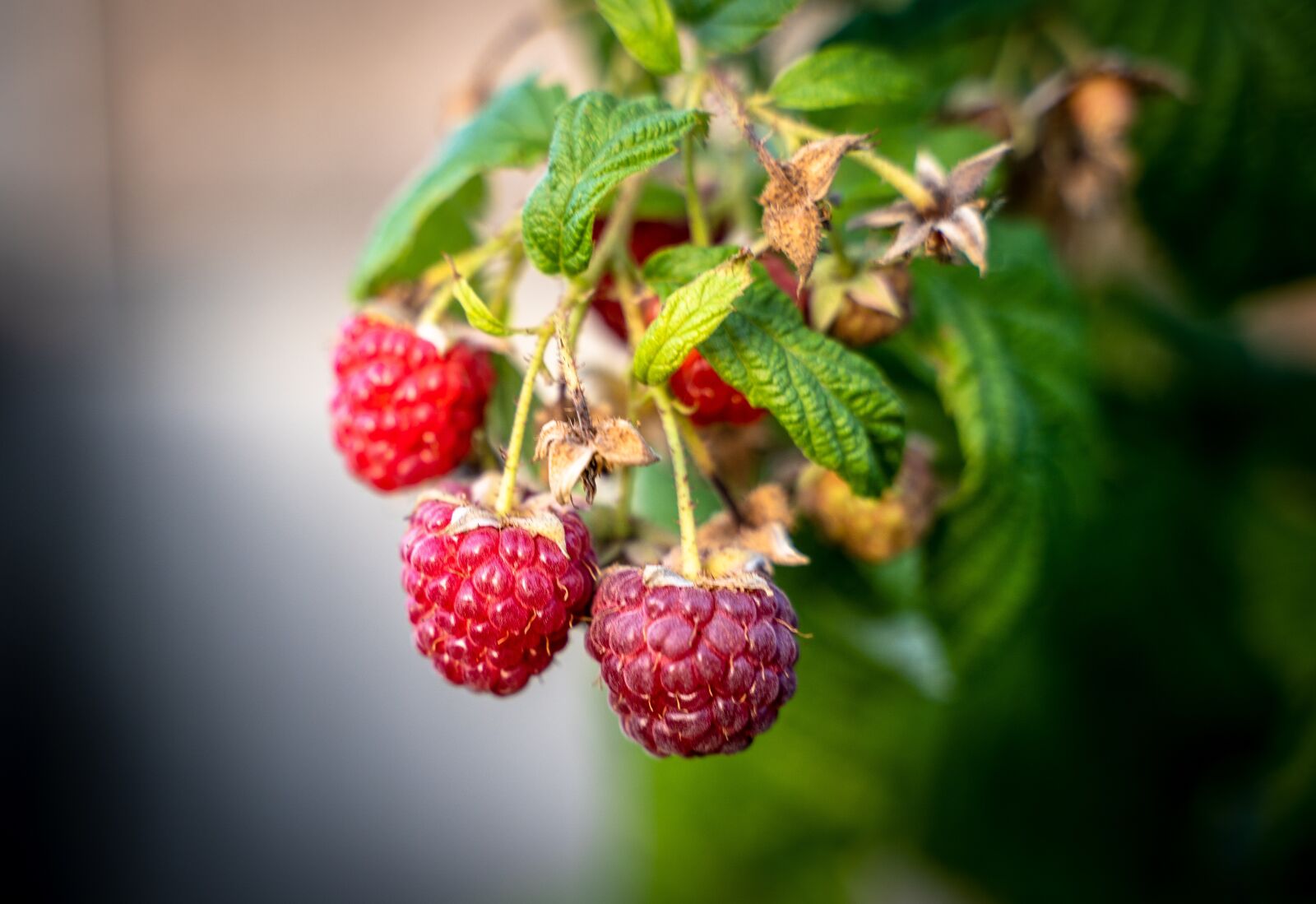 Sony a7 III + Tamron 28-75mm F2.8 Di III RXD sample photo. Raspberries, berries, fruit photography