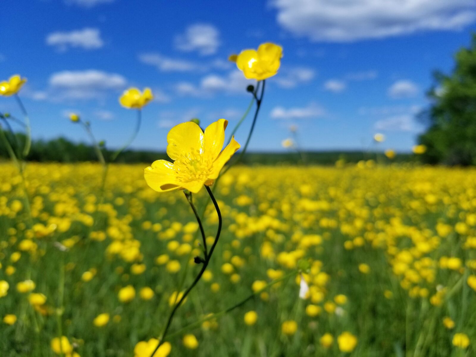 Samsung Galaxy S8+ sample photo. Flowers, buttercup, yellow photography