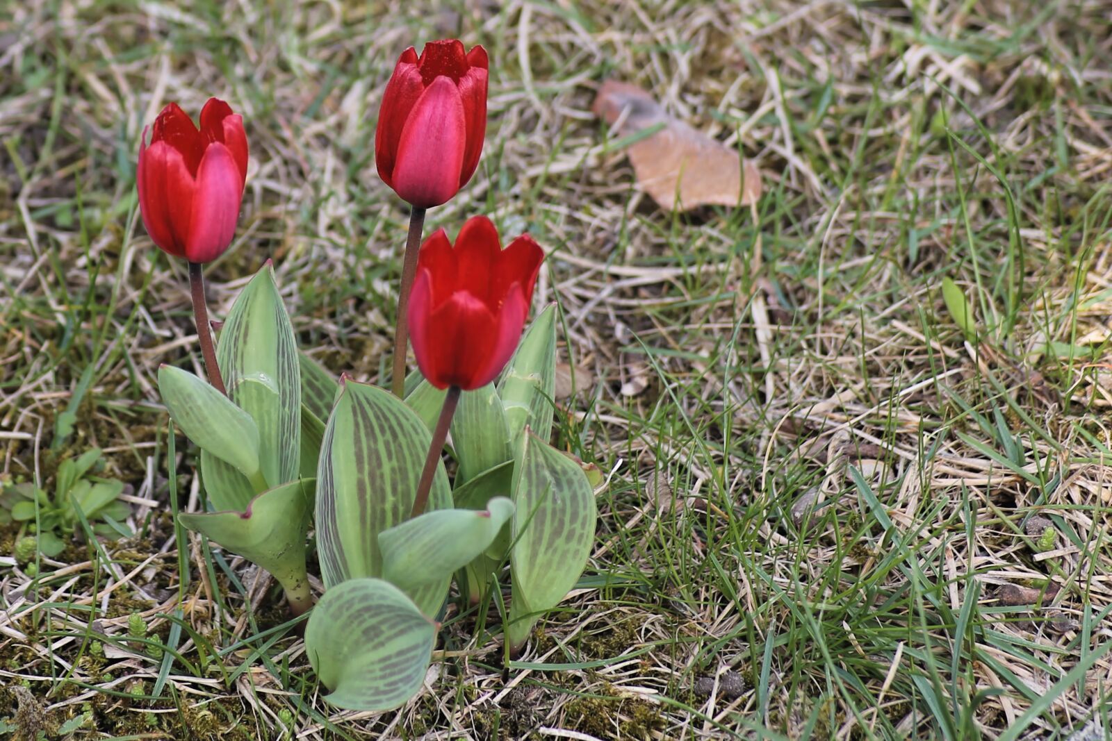 Canon EOS 1100D (EOS Rebel T3 / EOS Kiss X50) sample photo. Spring meadow, tulips, red photography