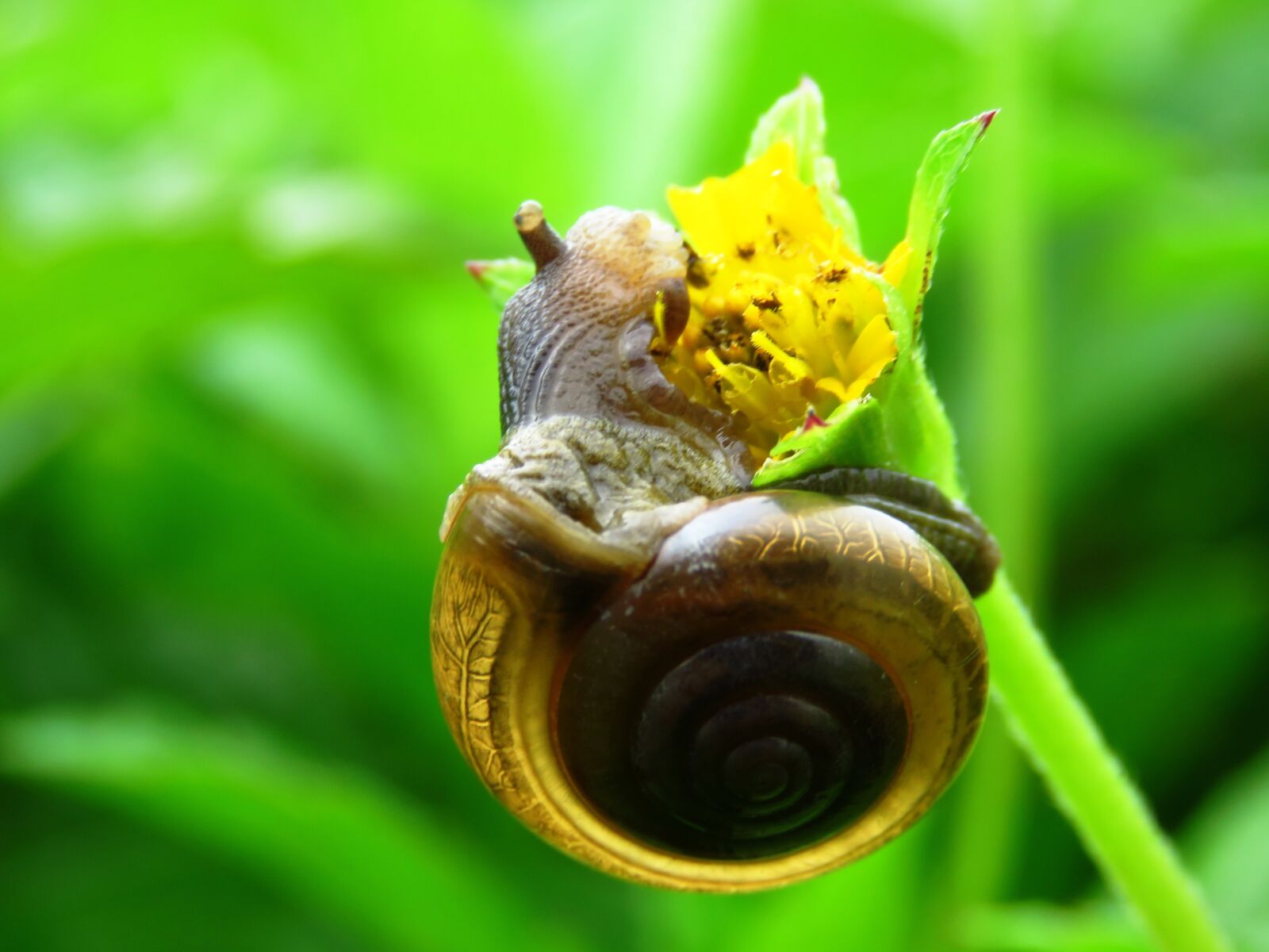 Canon PowerShot SX60 HS sample photo. Snail, cute, close up photography