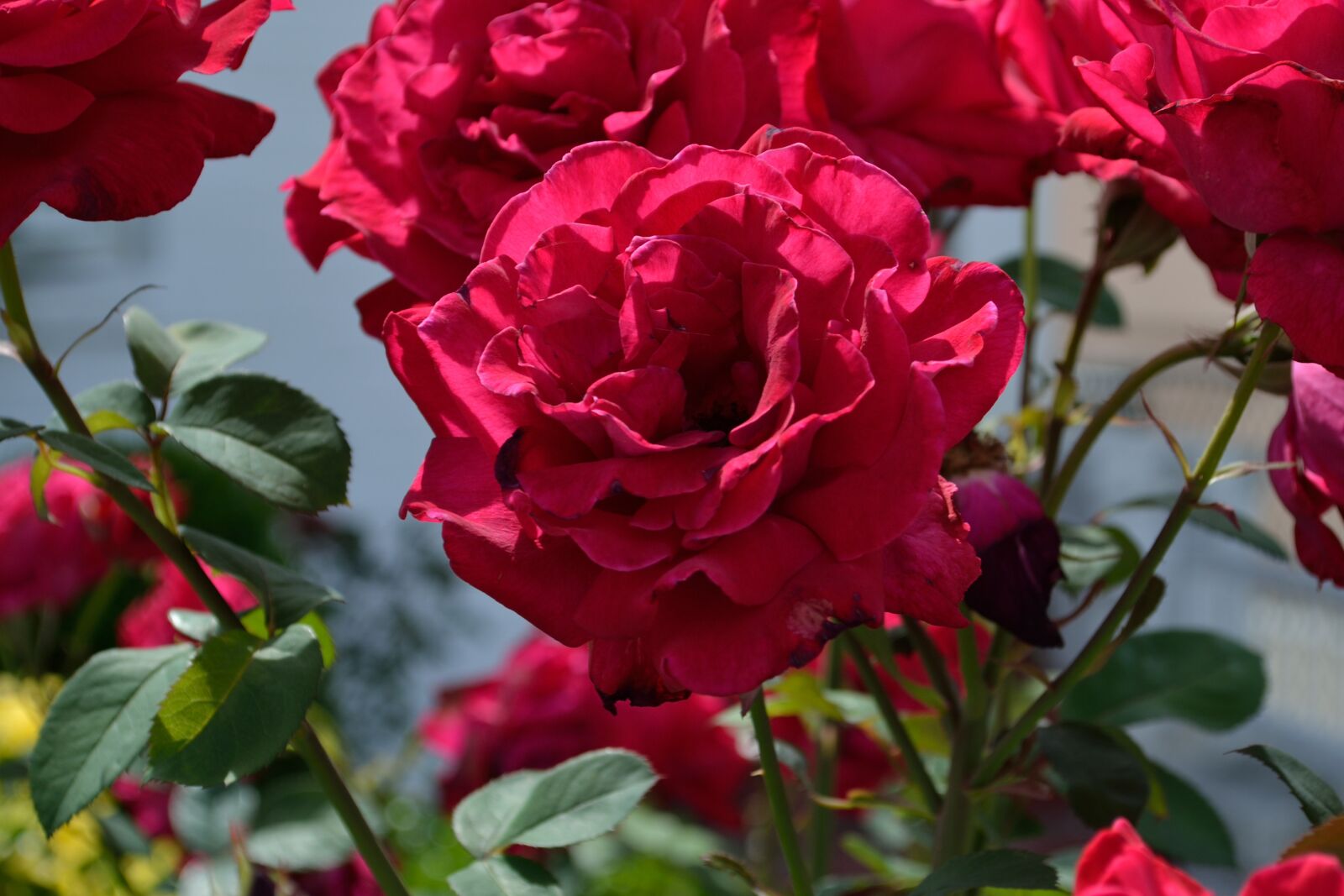 Nikon D3100 sample photo. Flowers, red flowers, beautiful photography