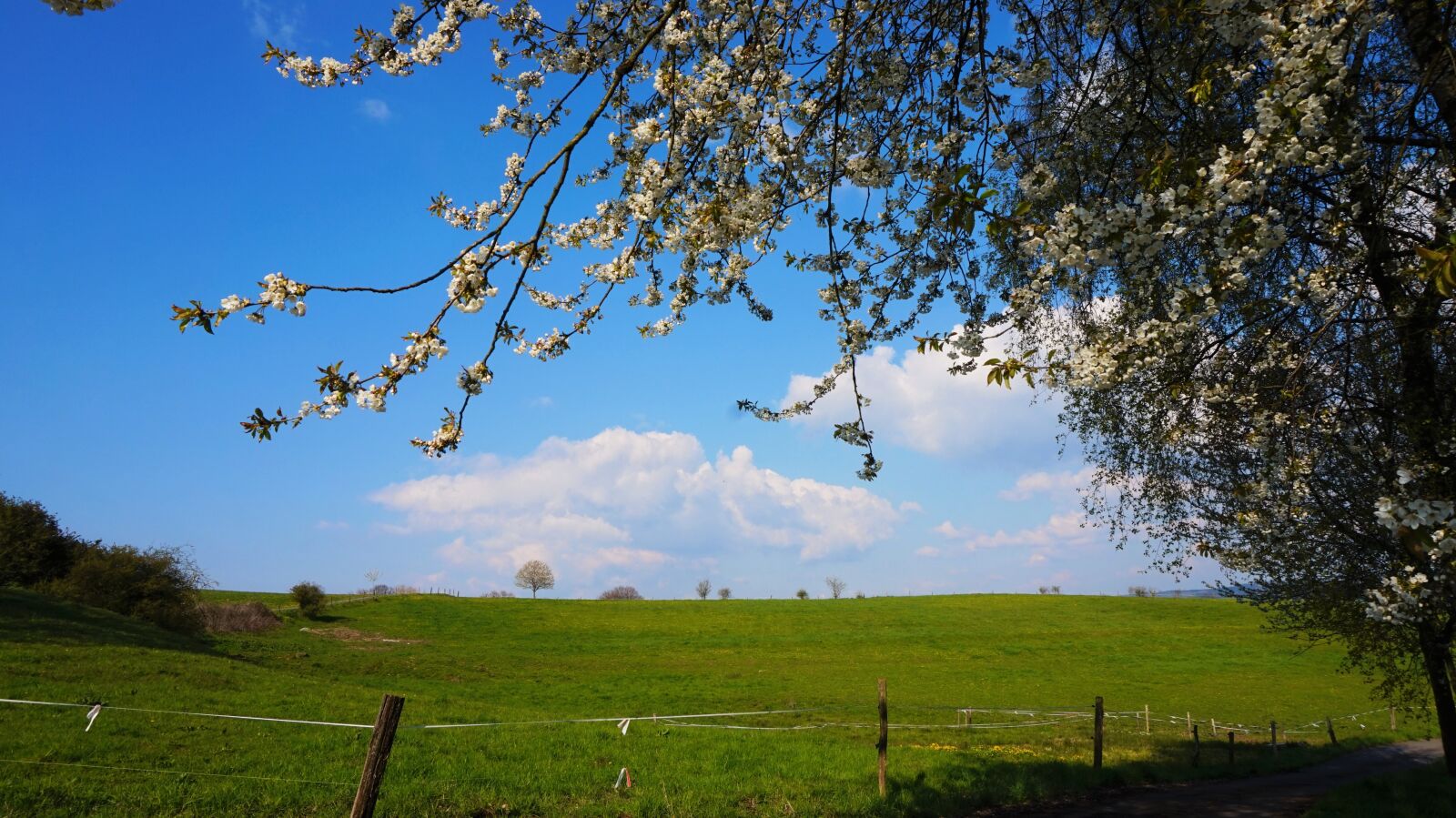 Sony Alpha a5000 (ILCE 5000) sample photo. Tree, nature, landscape photography