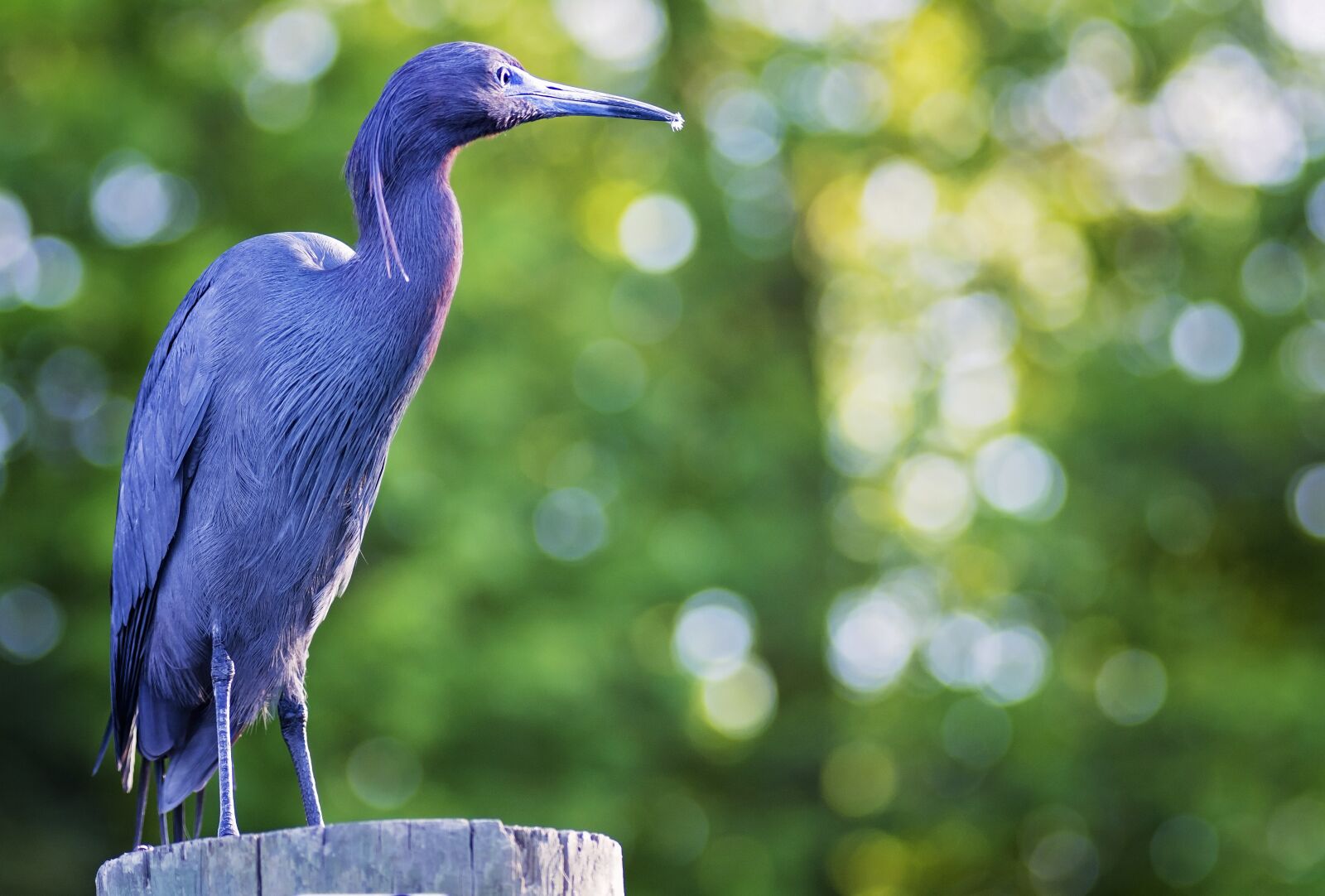 Nikon D7100 sample photo. Bird, blue, tropical photography