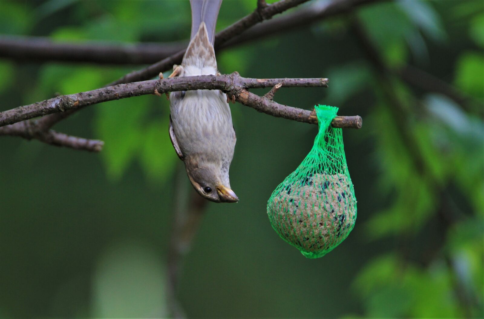 Tamron SP 150-600mm F5-6.3 Di VC USD sample photo. Sparrow, bird, songbird photography