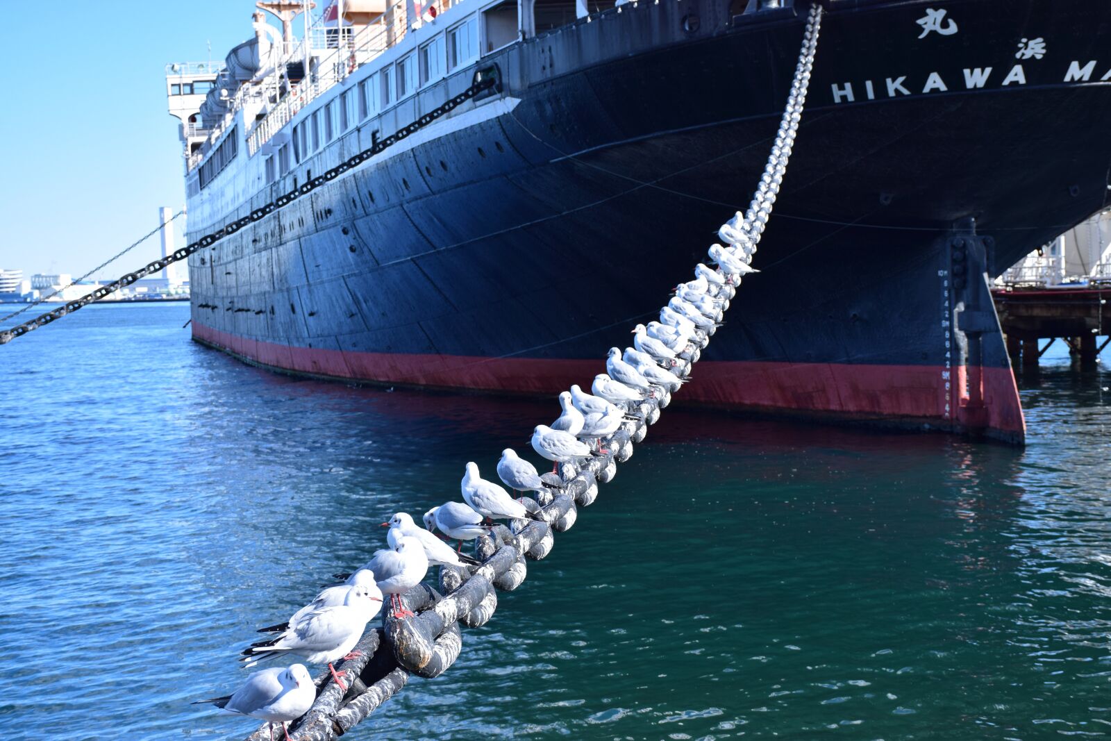 Nikon D5300 sample photo. Sea, japan, seagull photography
