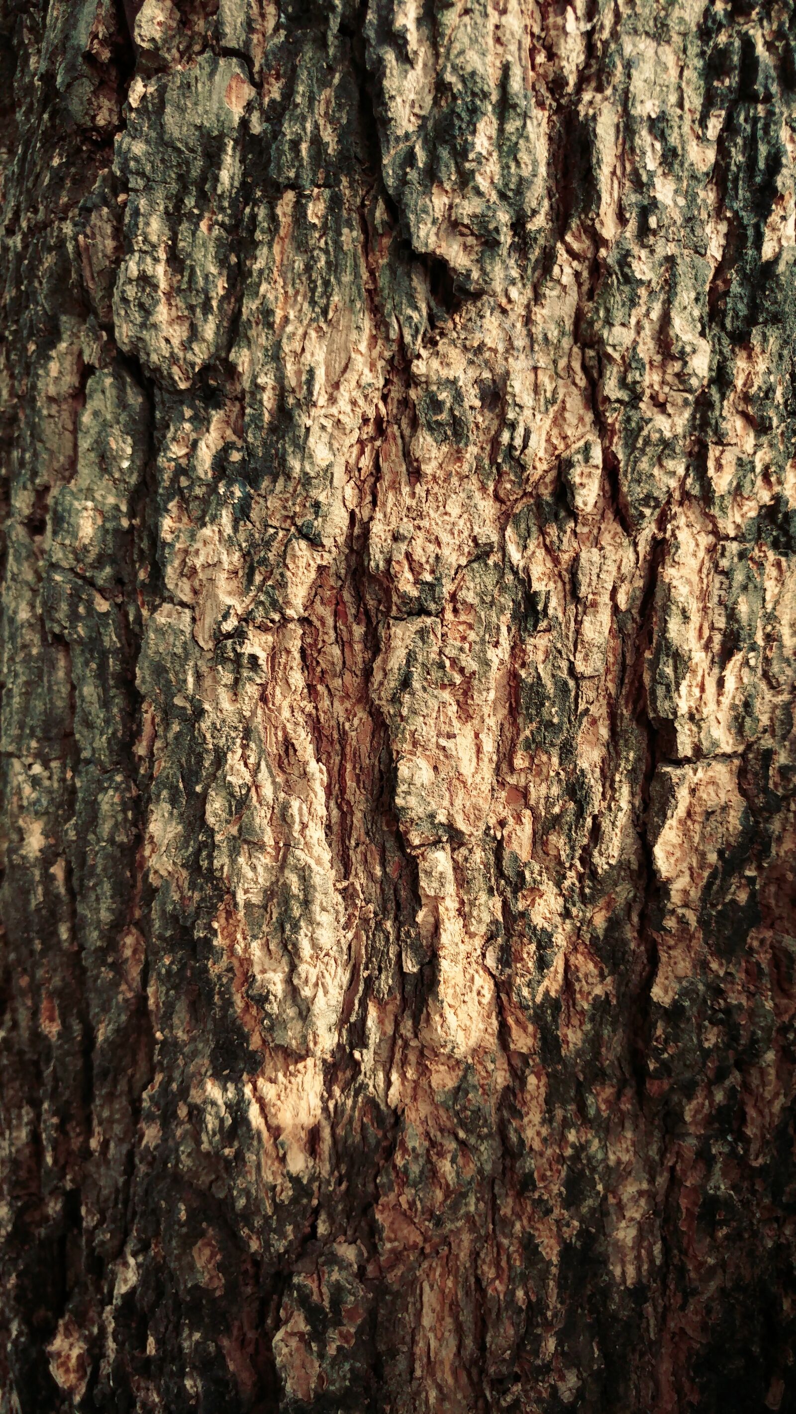 LG G5 sample photo. Dry, wood, bark photography